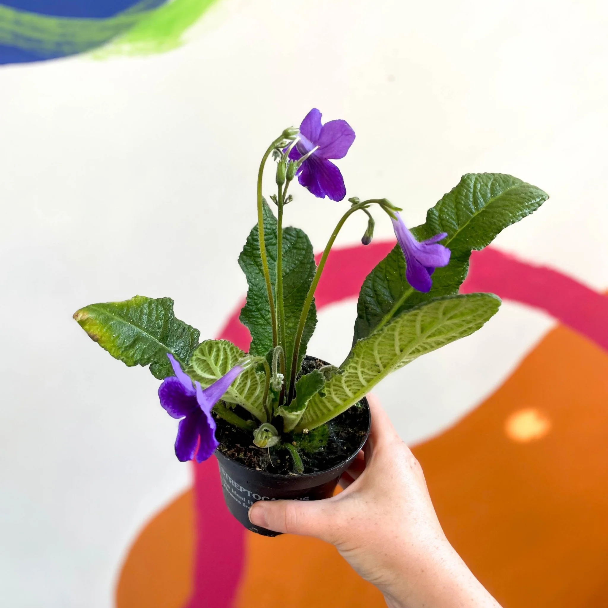Streptocarpus ionantha 'Carys' - Welsh Grown