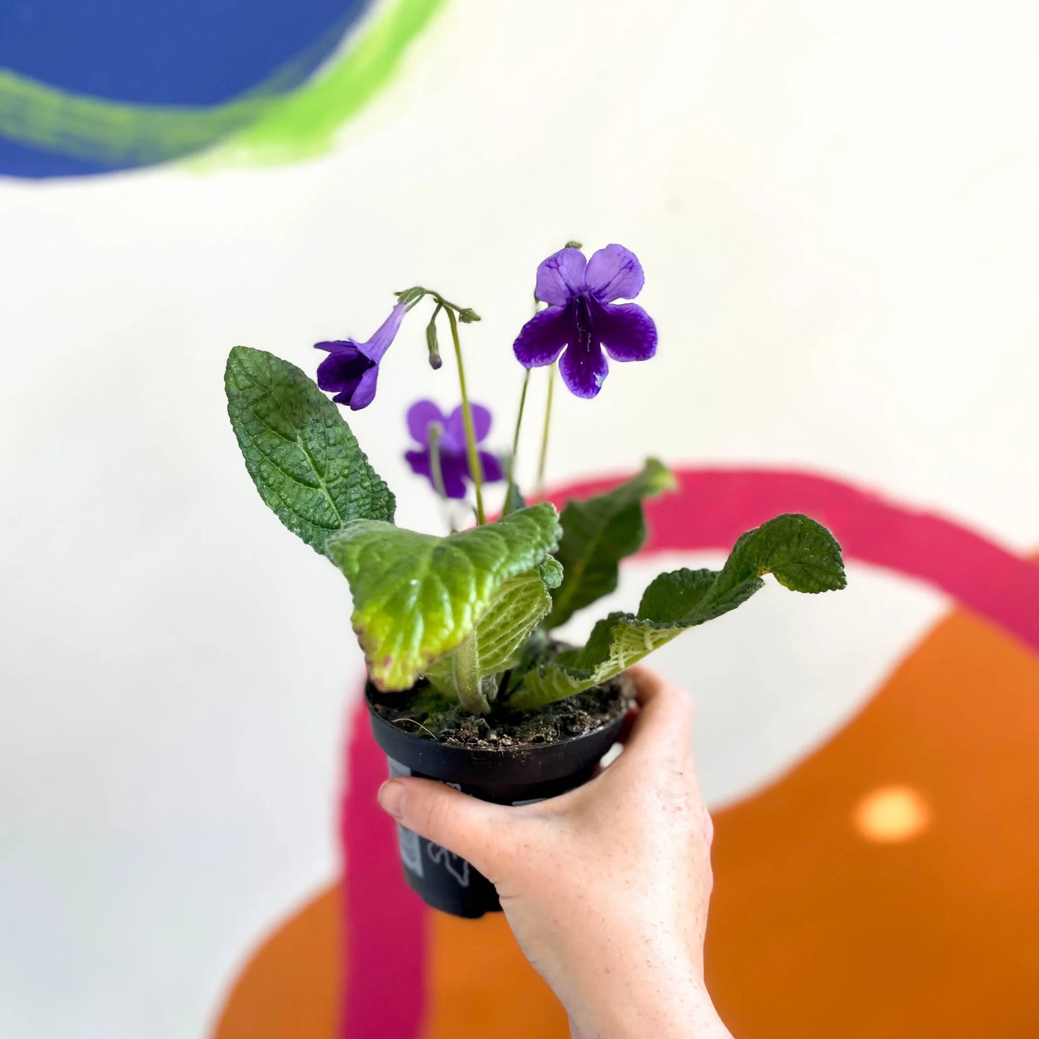Streptocarpus ionantha 'Carys' - Welsh Grown - Image 2