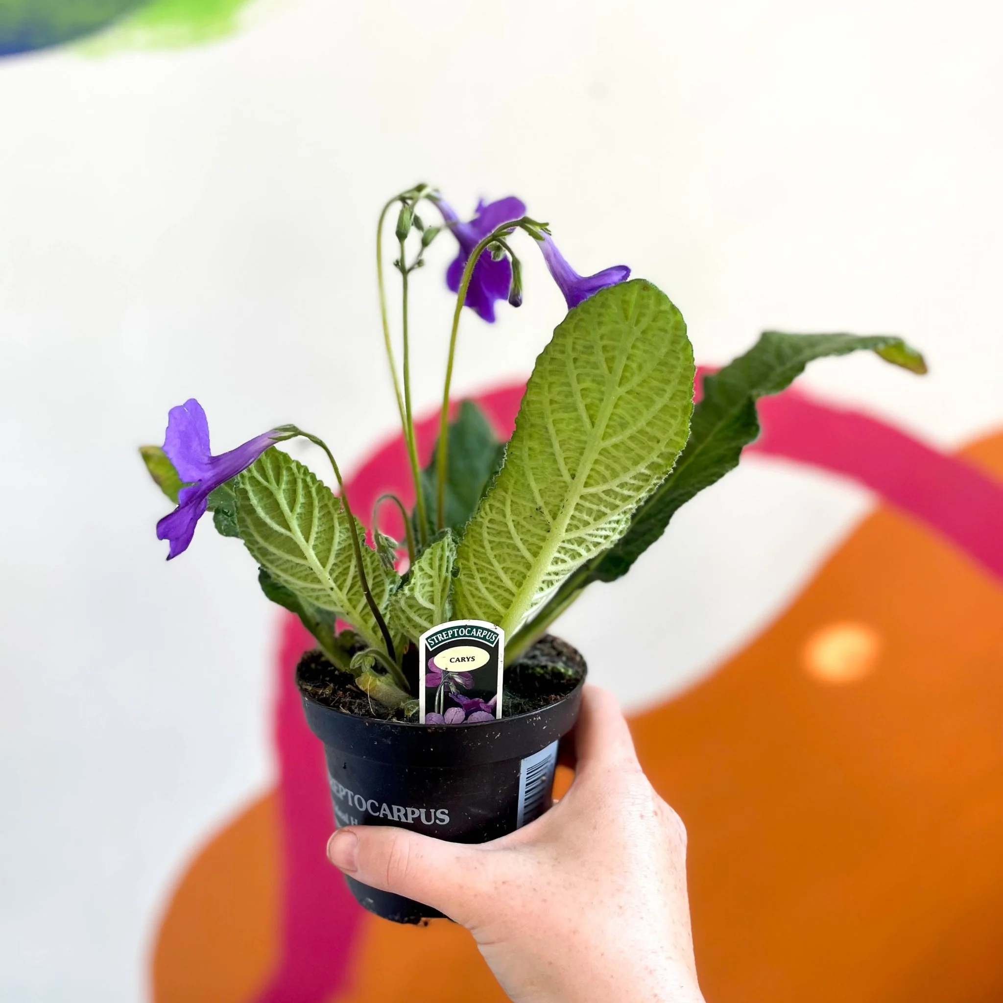 Streptocarpus ionantha 'Carys' - Welsh Grown - Image 3