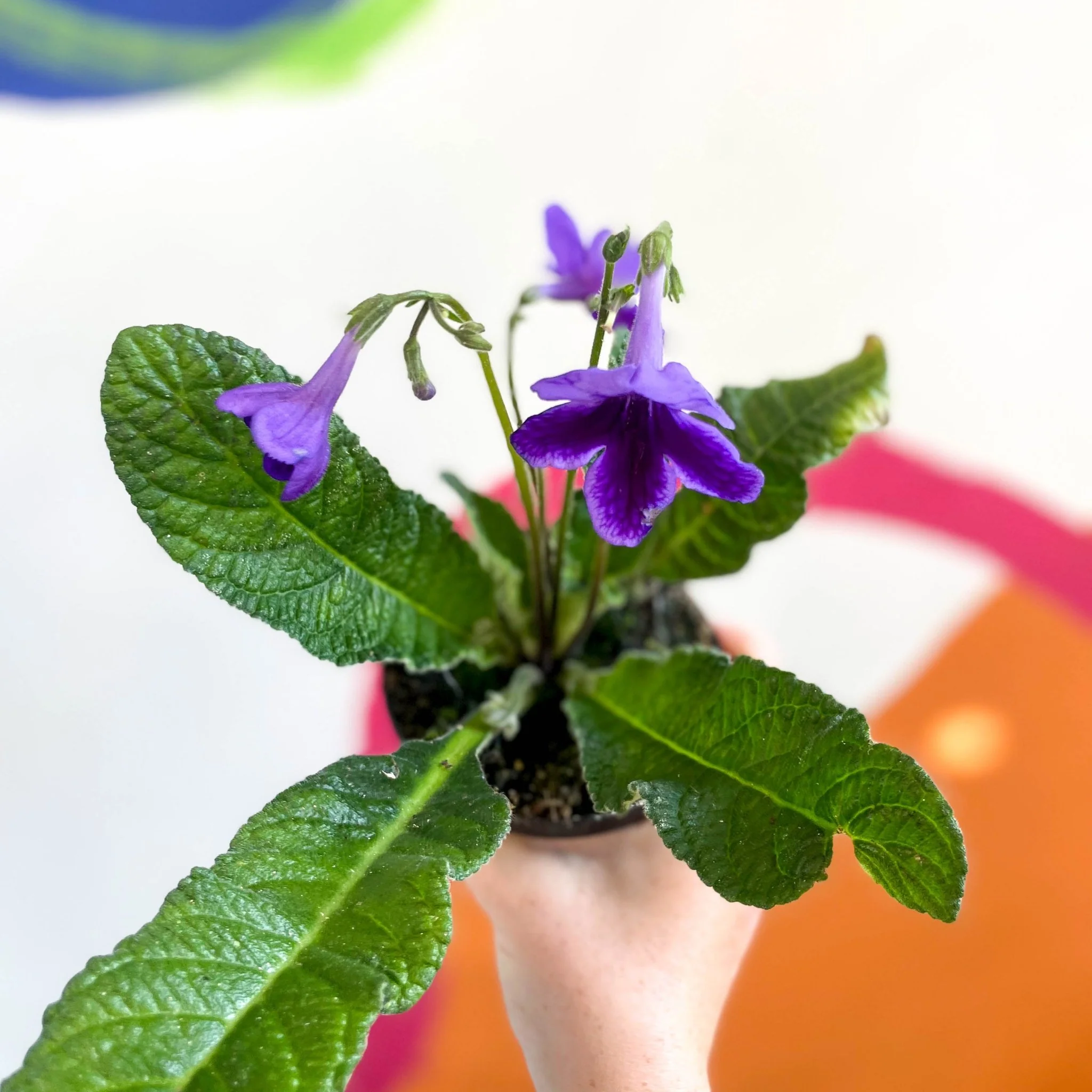 Streptocarpus ionantha 'Carys' - Welsh Grown - Image 4