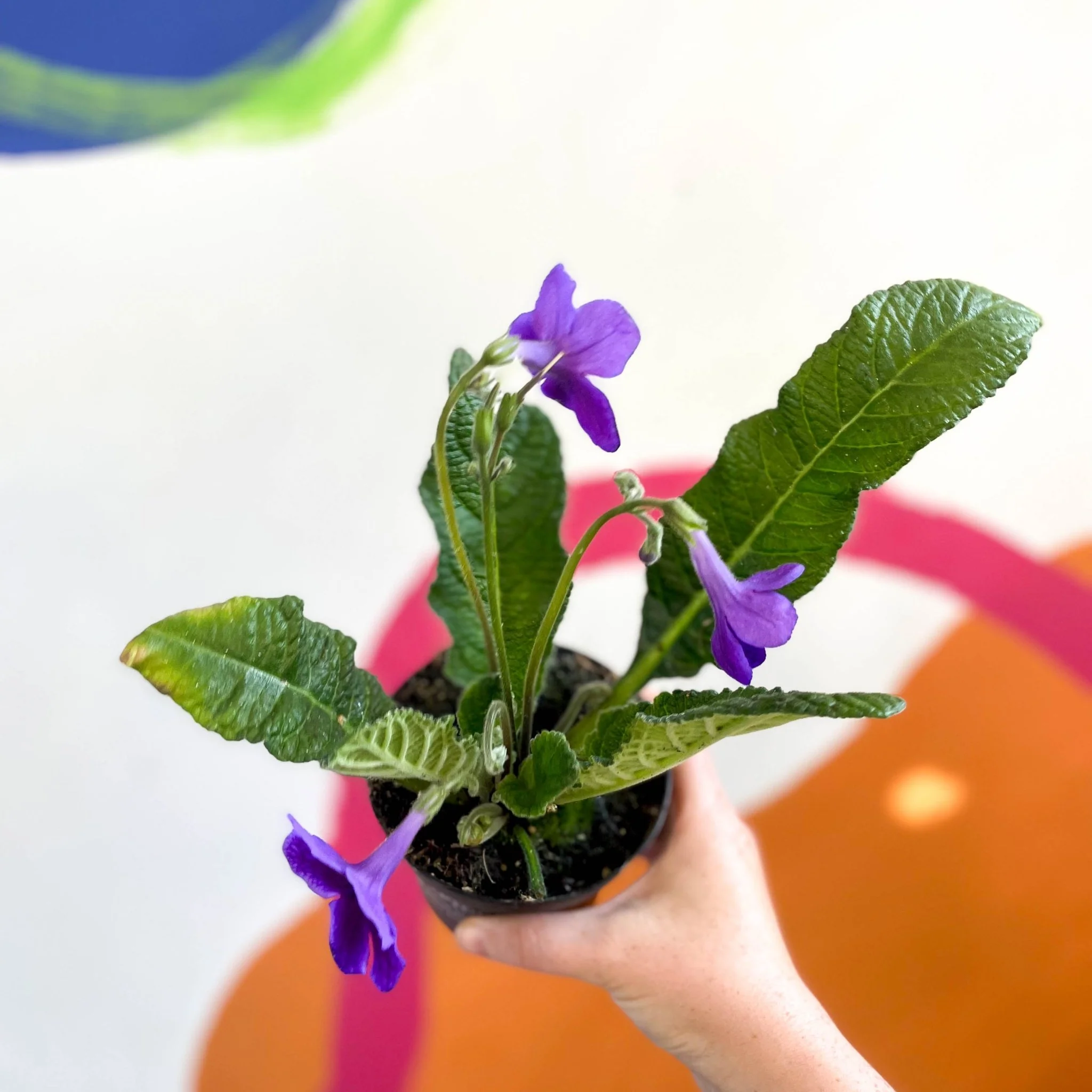 Streptocarpus ionantha 'Carys' - Welsh Grown - Image 5