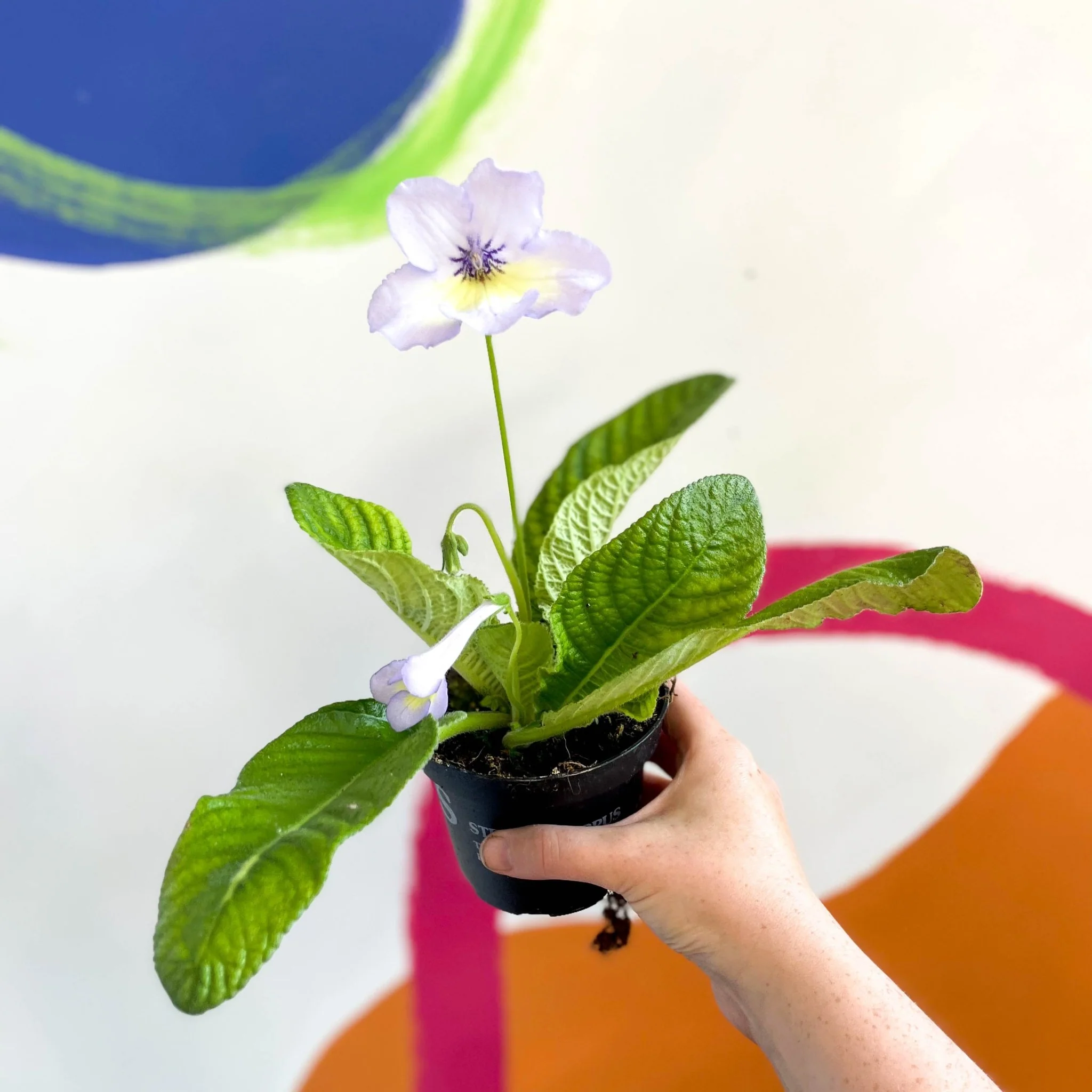 Streptocarpus ionantha 'Charlotte' - Welsh Grown