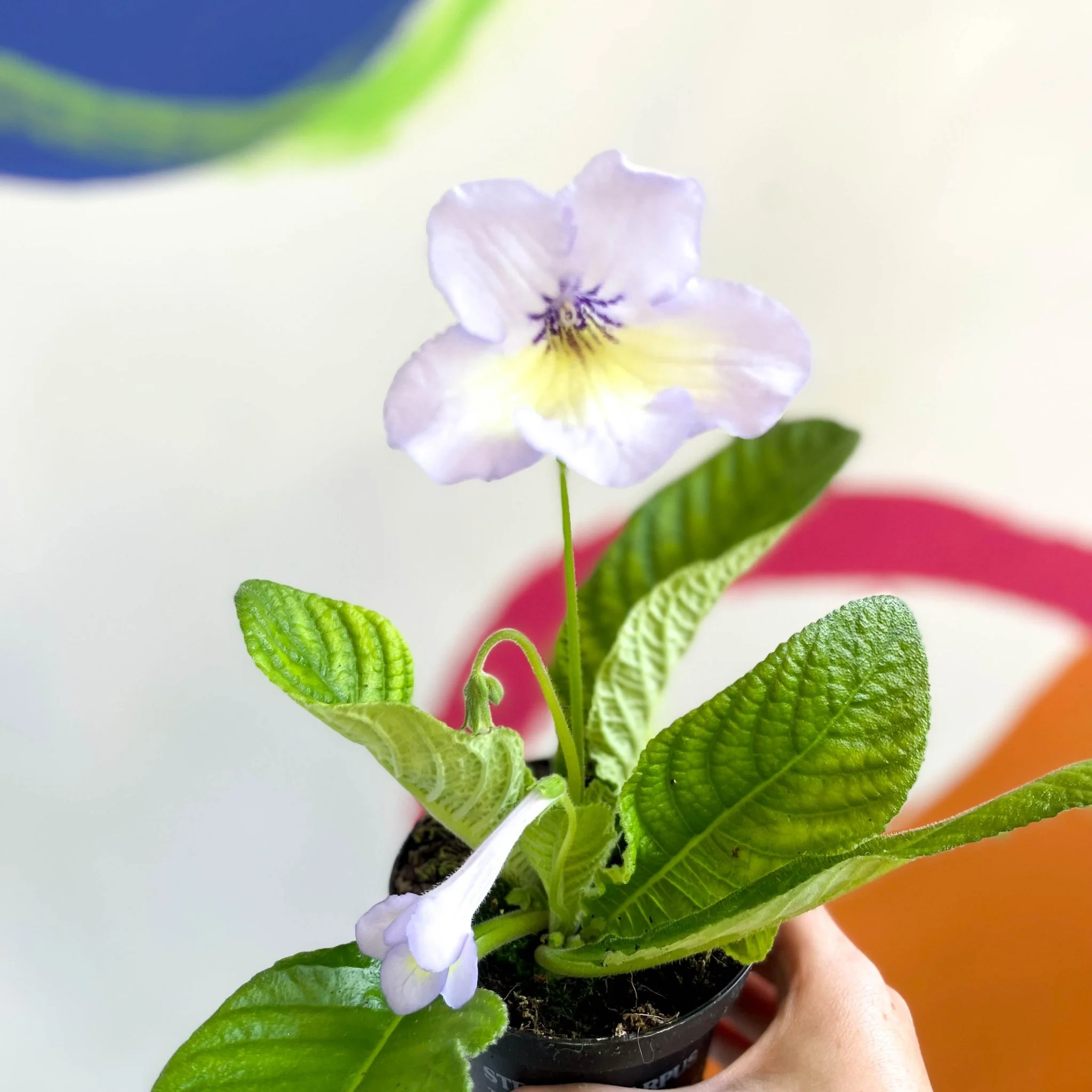 Streptocarpus ionantha 'Charlotte' - Welsh Grown - Image 2