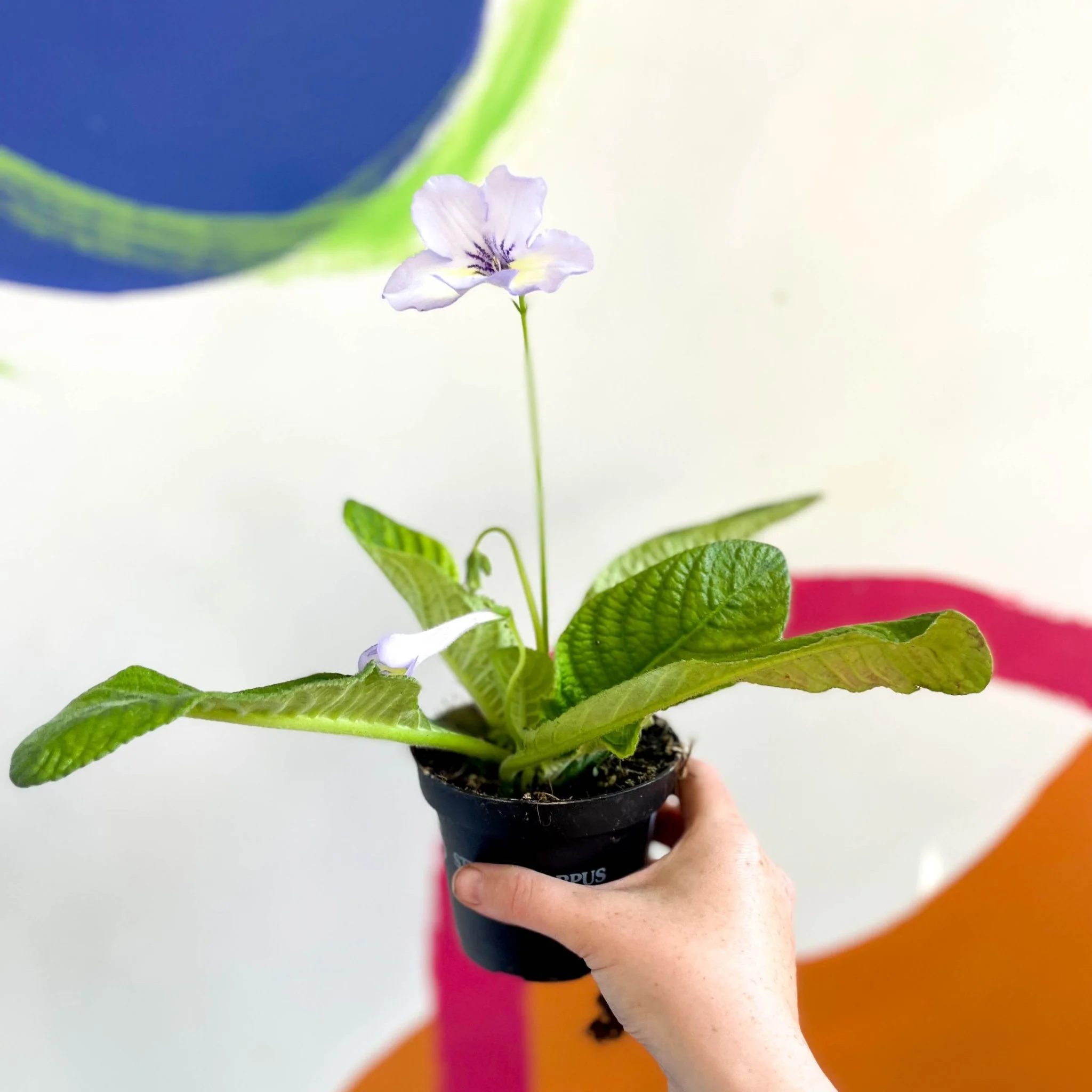 Streptocarpus ionantha 'Charlotte' - Welsh Grown - Image 3