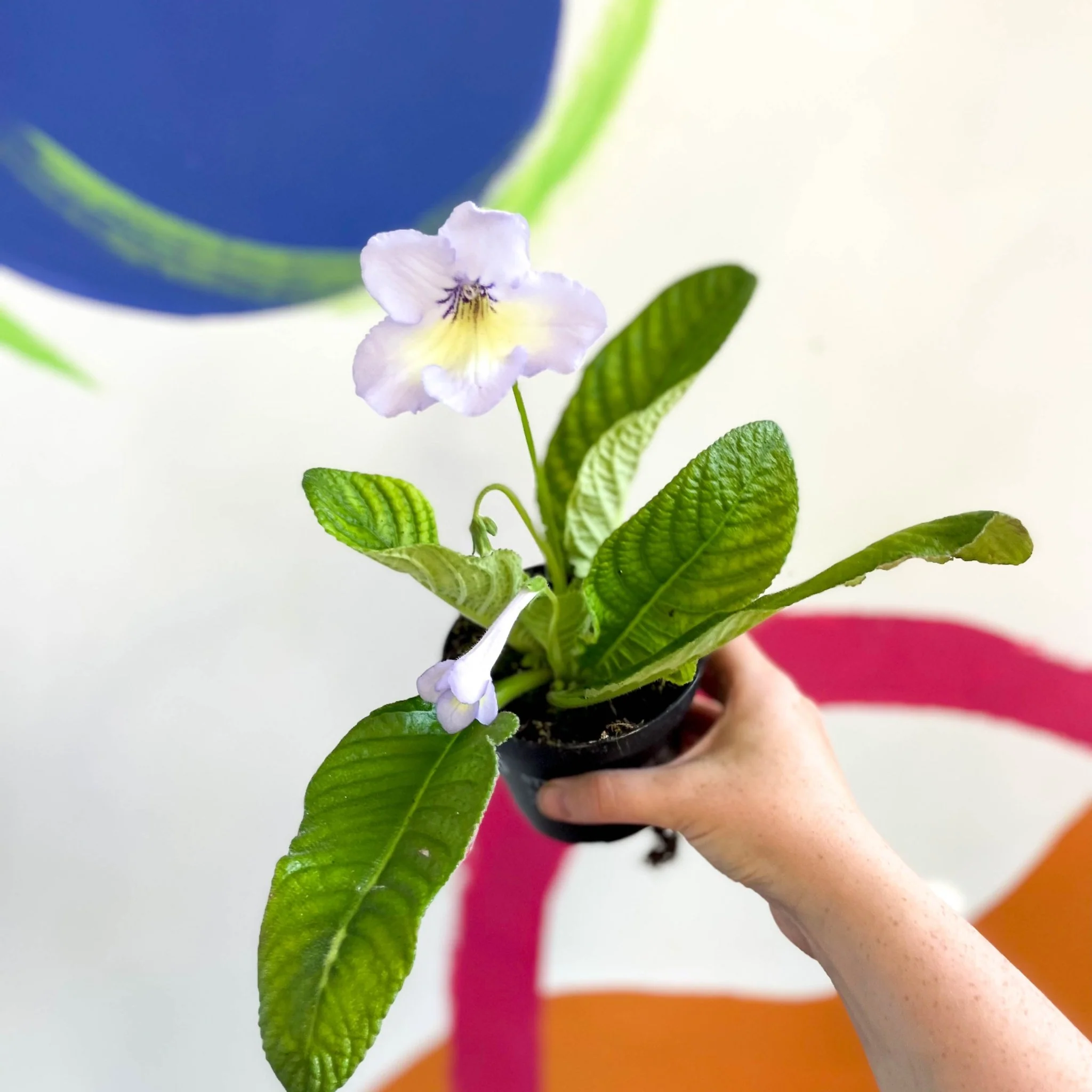 Streptocarpus ionantha 'Charlotte' - Welsh Grown - Image 4