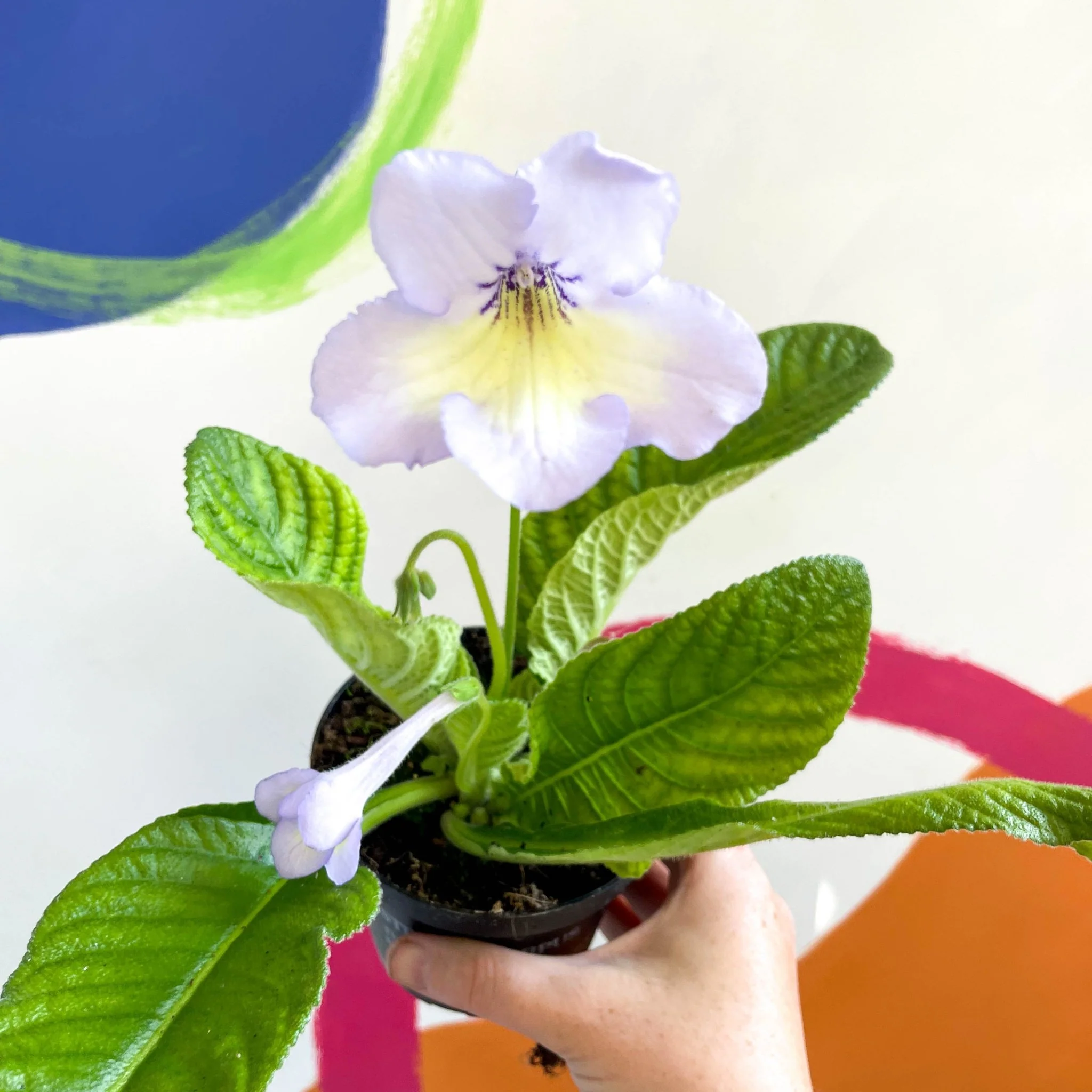 Streptocarpus ionantha 'Charlotte' - Welsh Grown - Image 5