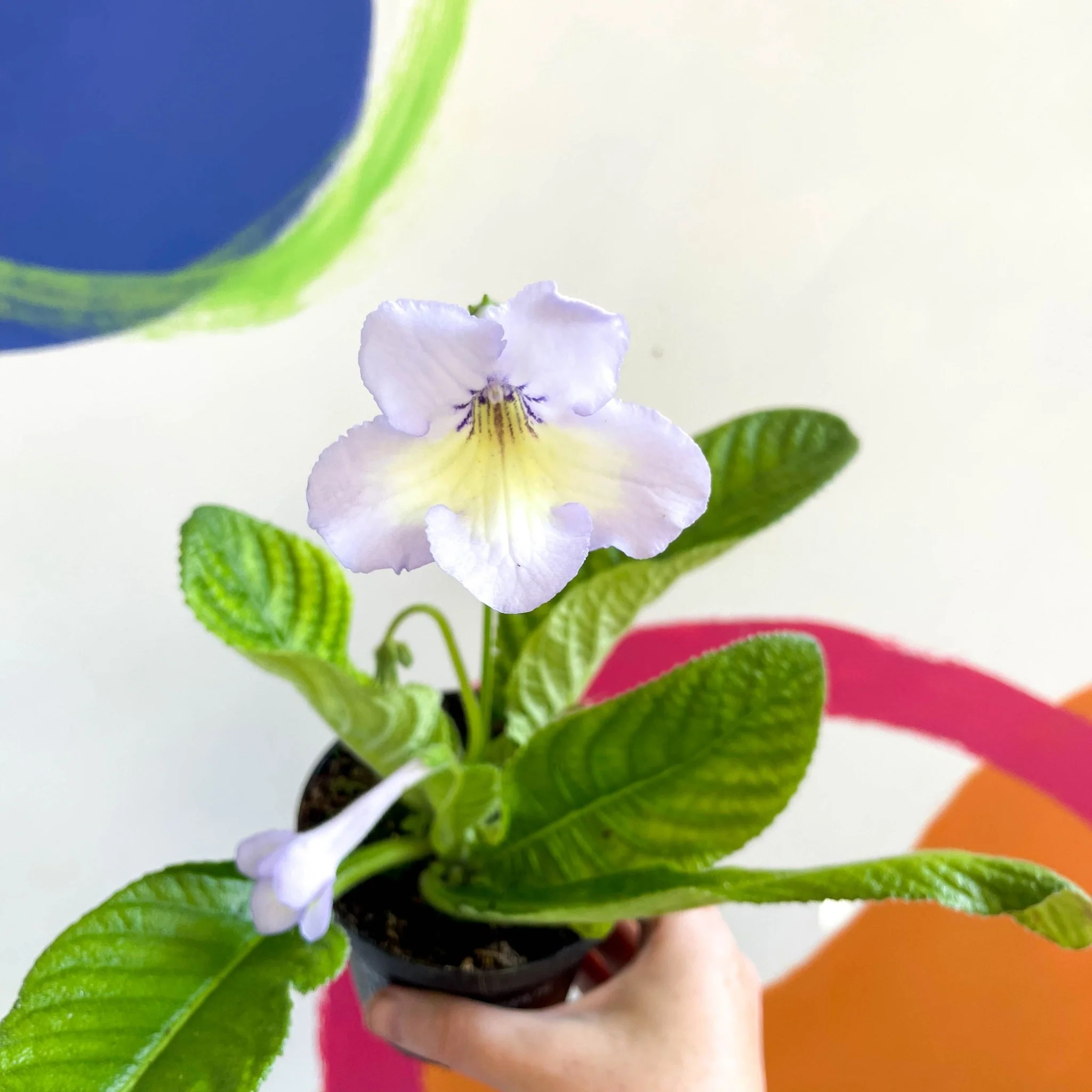 Streptocarpus ionantha 'Charlotte' - Welsh Grown - Image 6