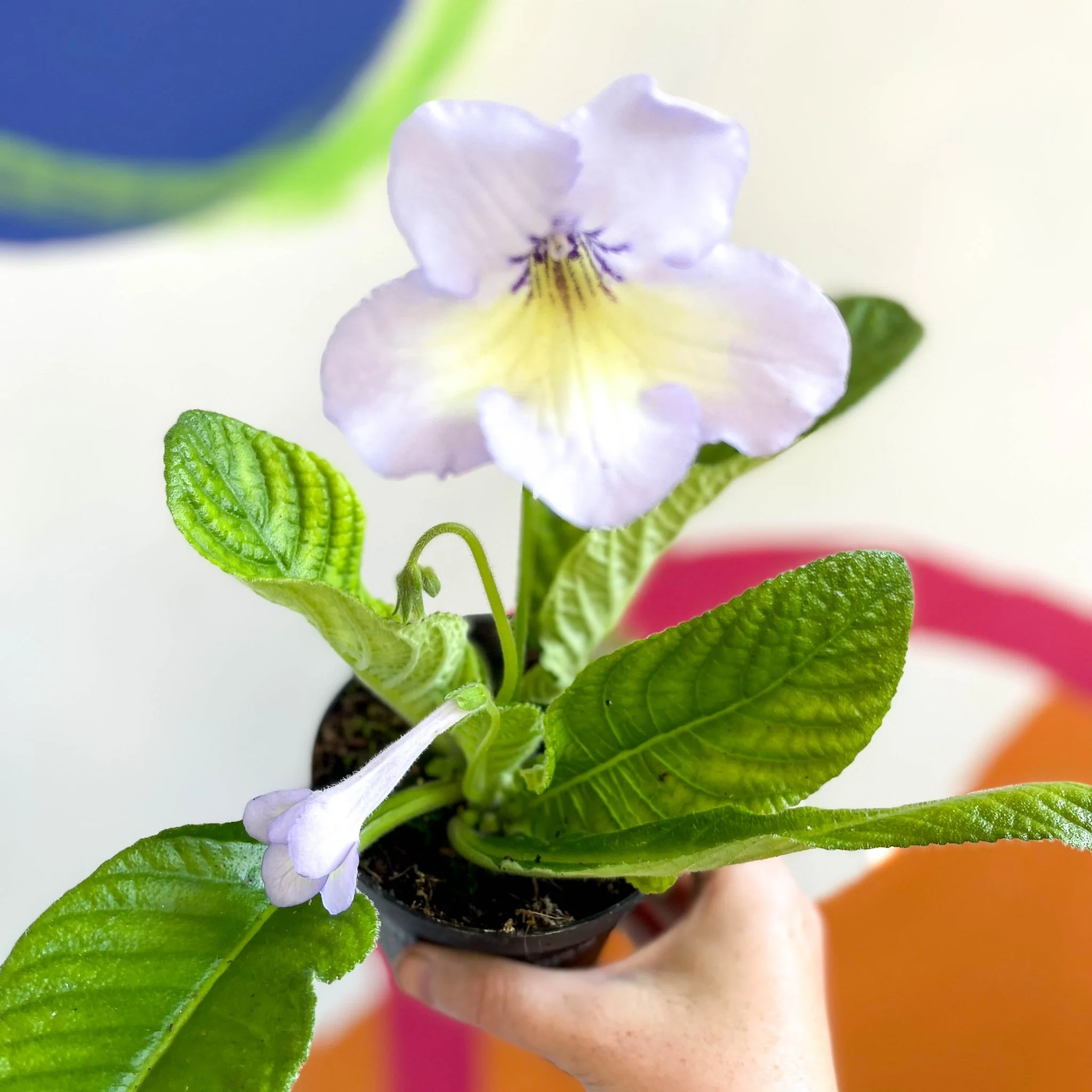 Streptocarpus ionantha 'Charlotte' - Welsh Grown - Image 7