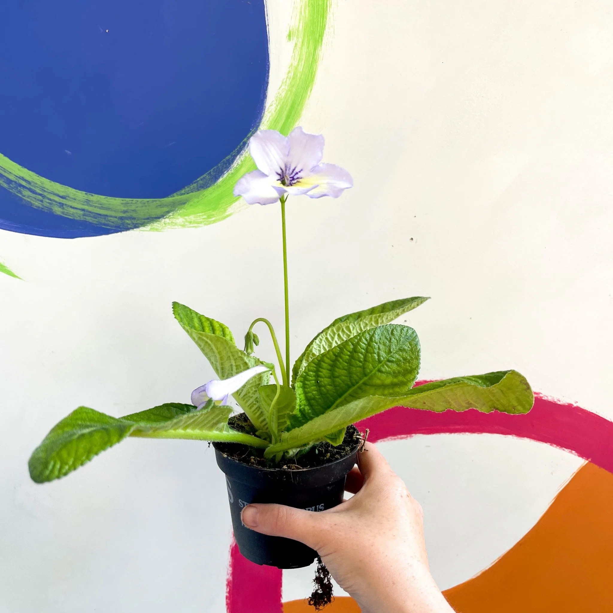 Streptocarpus ionantha 'Charlotte' - Welsh Grown - Image 8