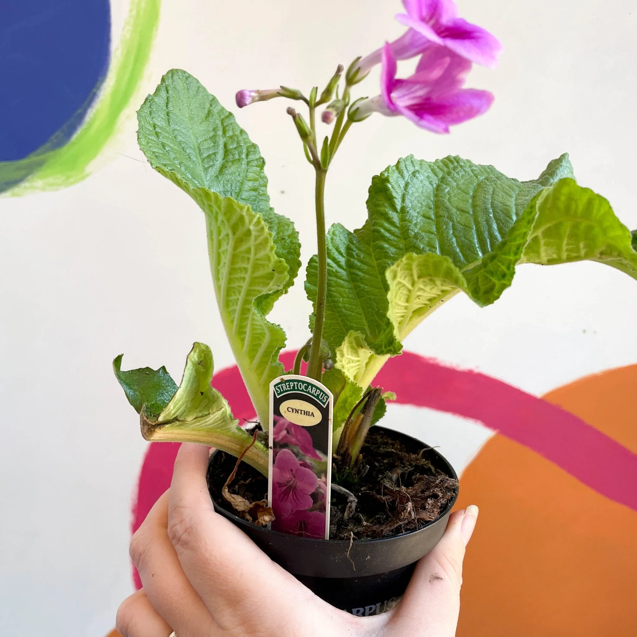 Streptocarpus ionantha 'Cynthia' - Welsh Grown - Image 3