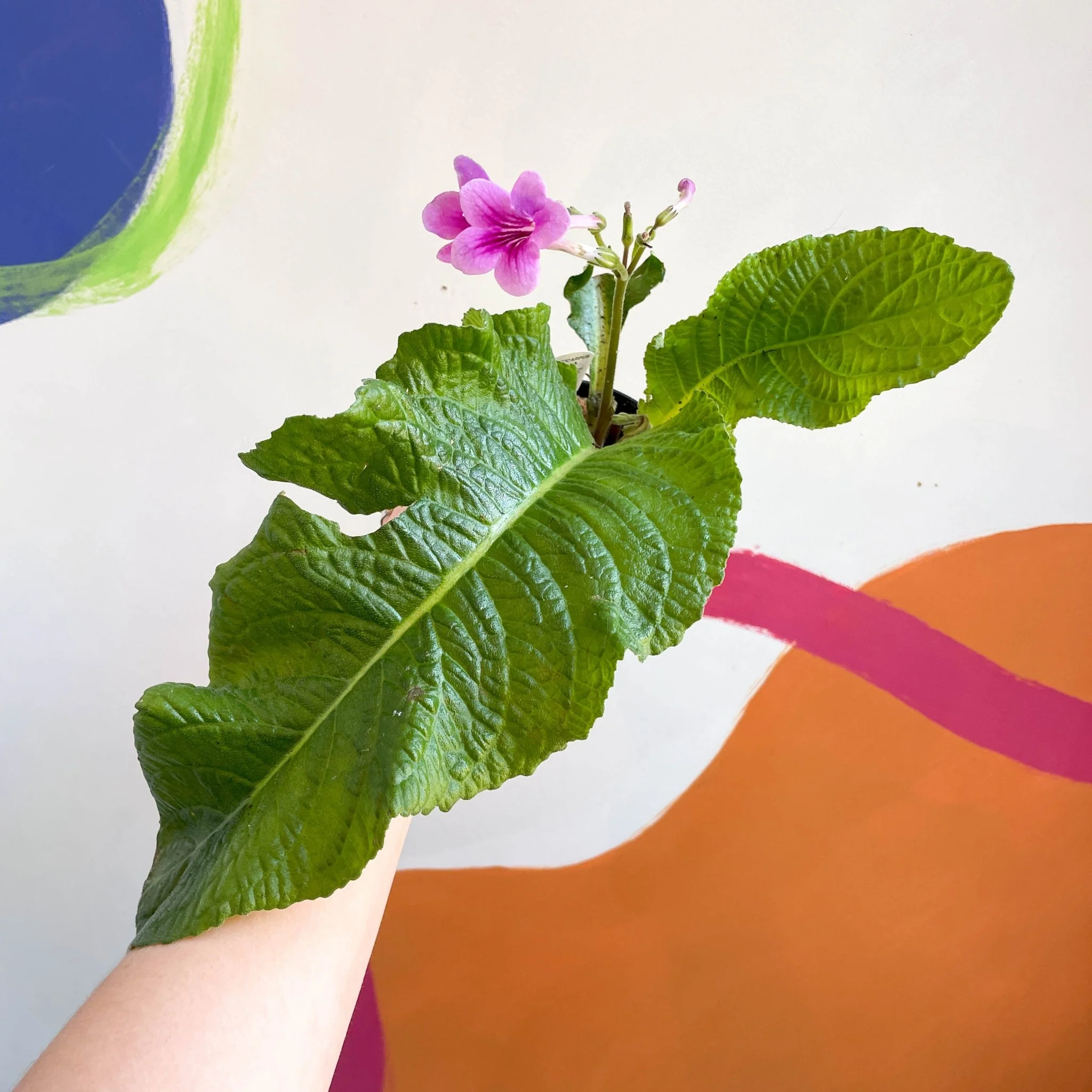 Streptocarpus ionantha 'Cynthia' - Welsh Grown - Image 4