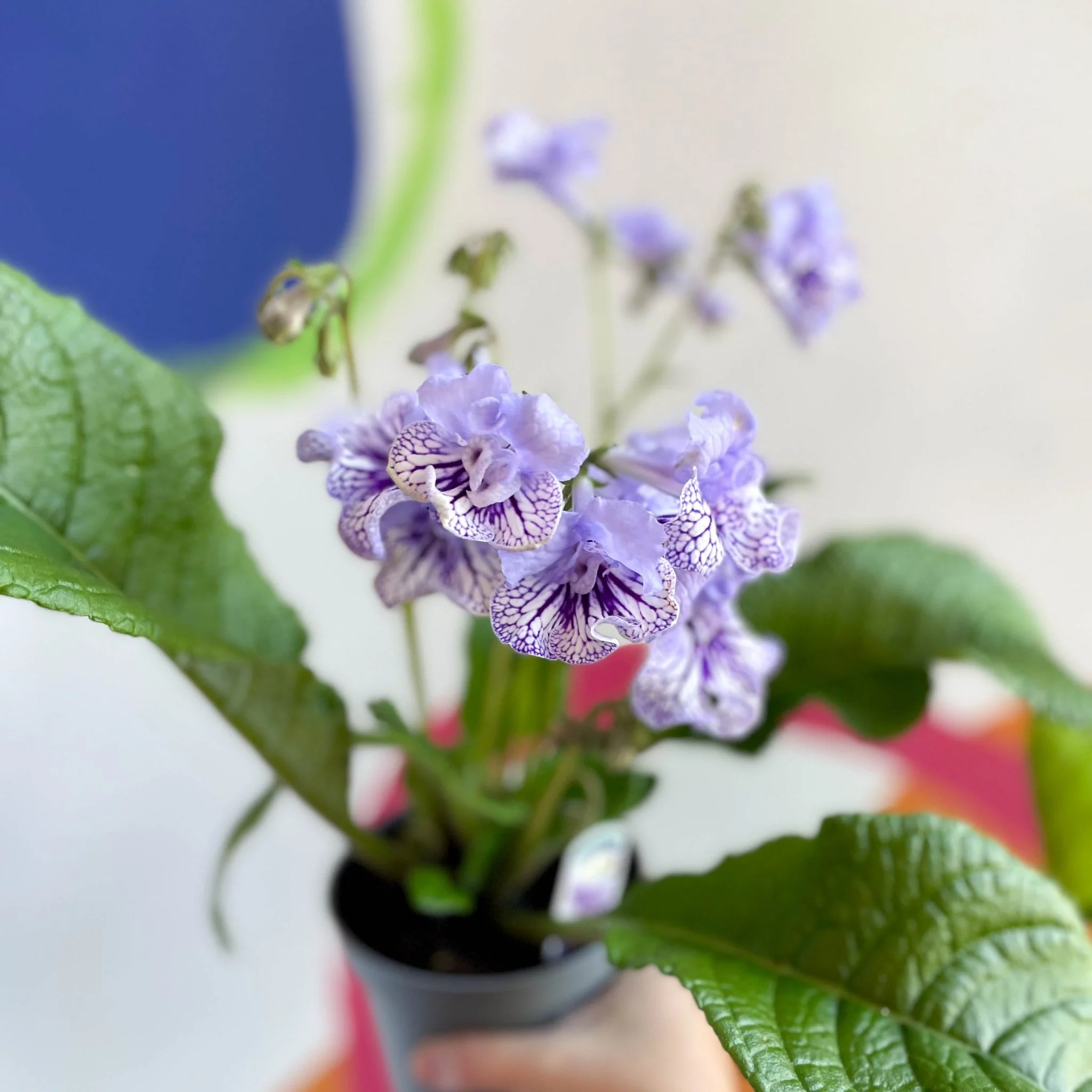 Streptocarpus ionantha 'Dolina' - Welsh Grown