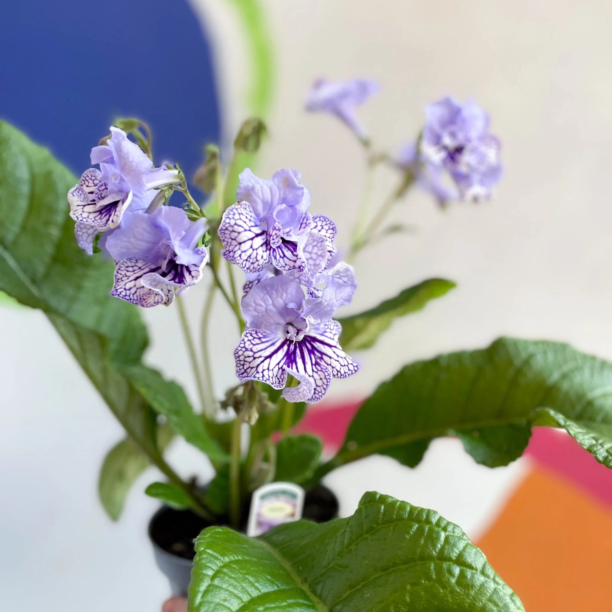 Streptocarpus ionantha 'Dolina' - Welsh Grown - Image 2