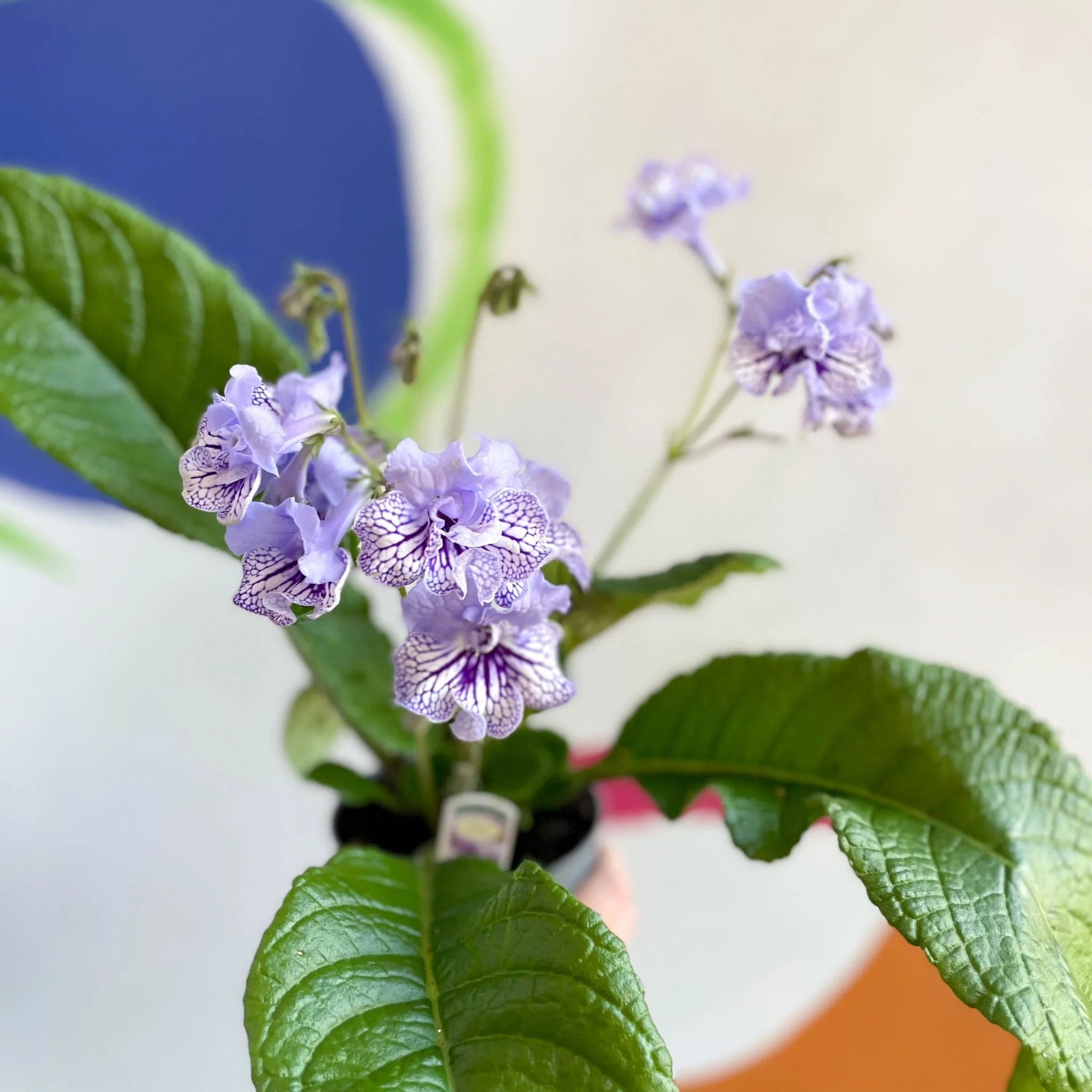 Streptocarpus ionantha 'Dolina' - Welsh Grown - Image 3