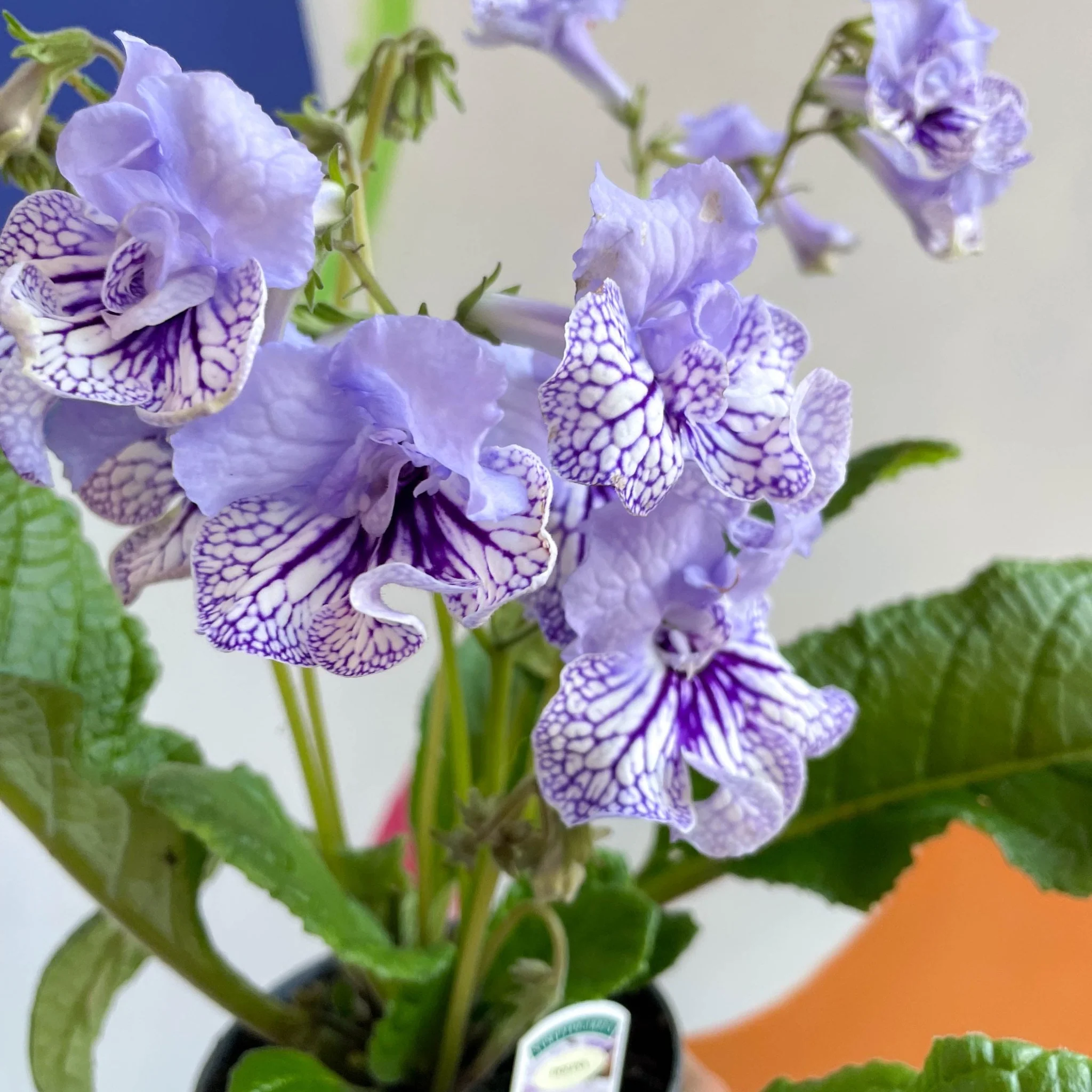 Streptocarpus ionantha 'Dolina' - Welsh Grown - Image 4