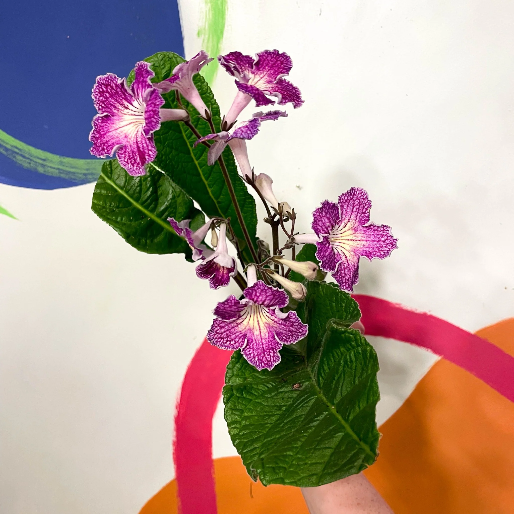 Streptocarpus ionantha 'Faith' - Welsh Grown