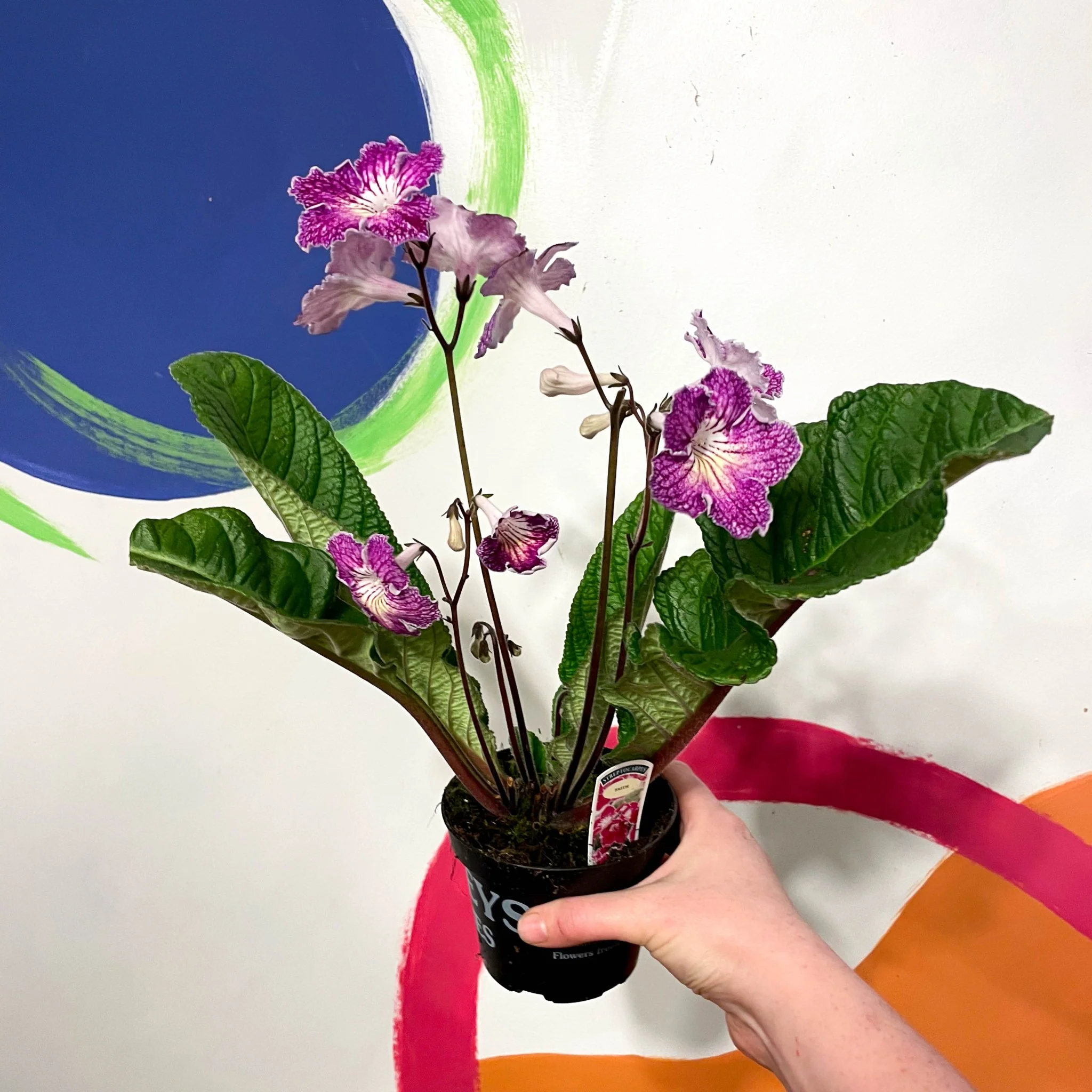 Streptocarpus ionantha 'Faith' - Welsh Grown - Image 2