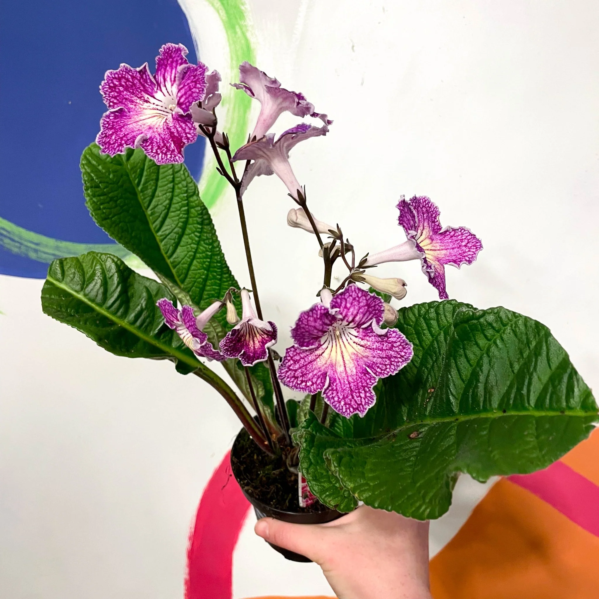 Streptocarpus ionantha 'Faith' - Welsh Grown - Image 3