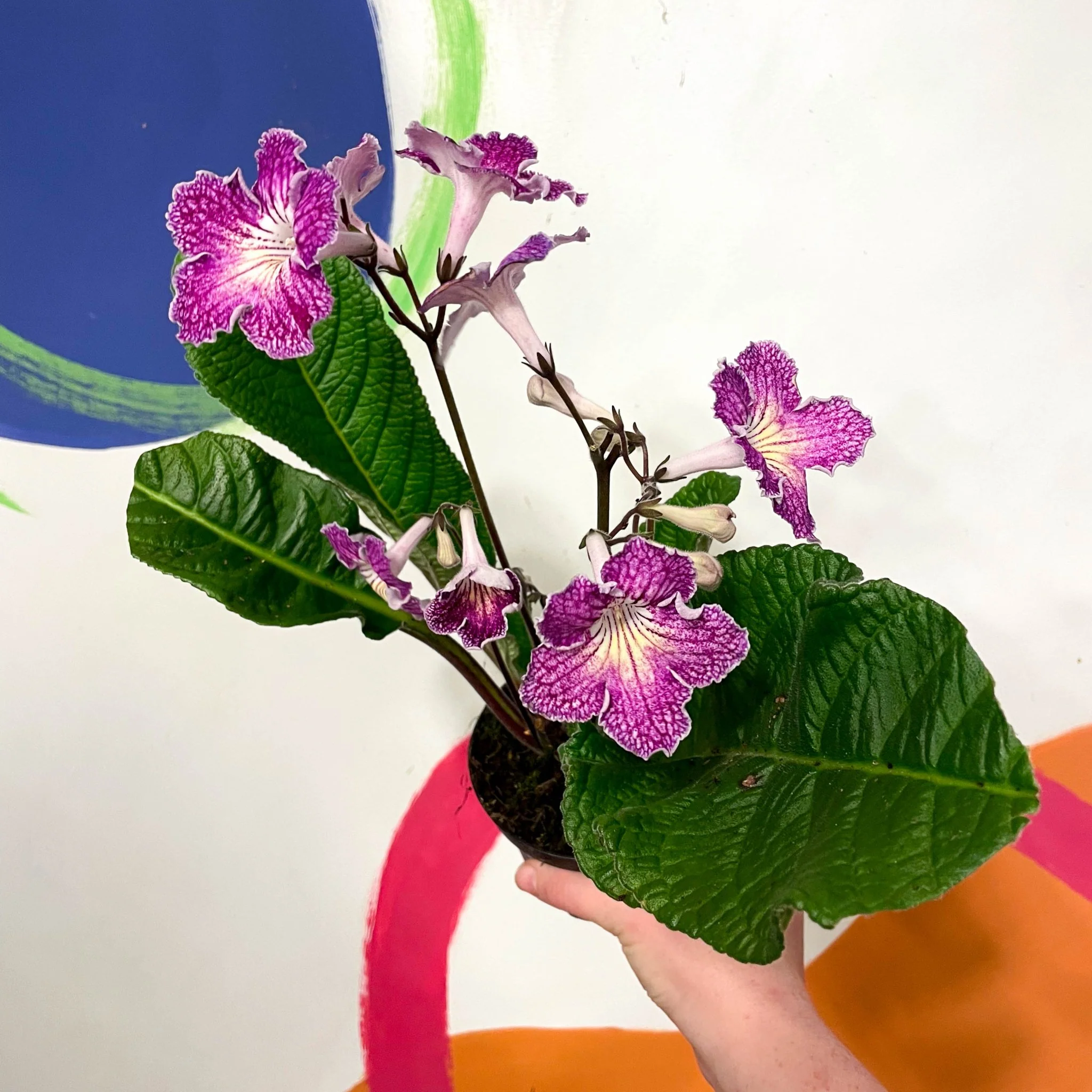 Streptocarpus ionantha 'Faith' - Welsh Grown - Image 4