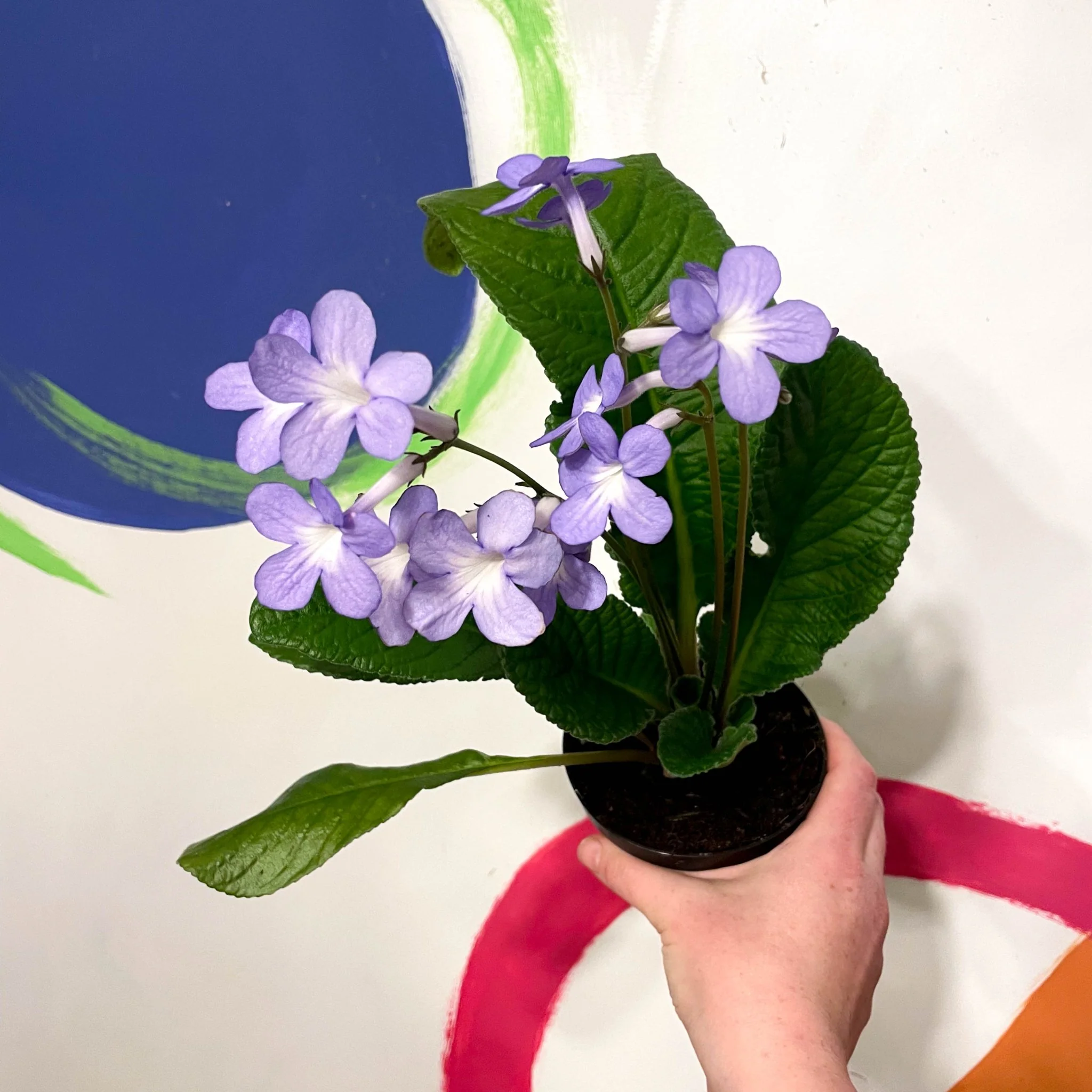 Streptocarpus ionantha 'Falling Stars' - Welsh Grown