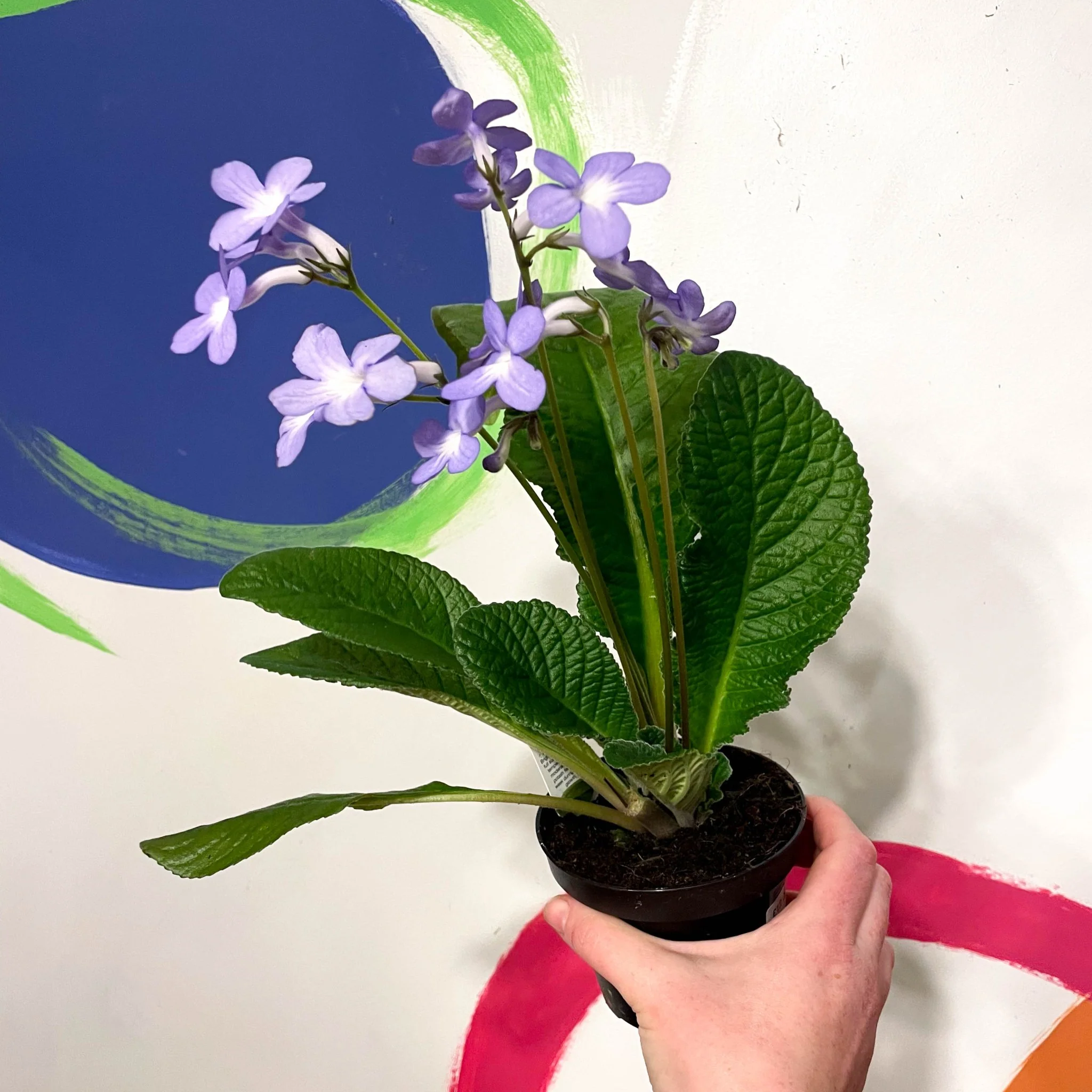 Streptocarpus ionantha 'Falling Stars' - Welsh Grown - Image 2