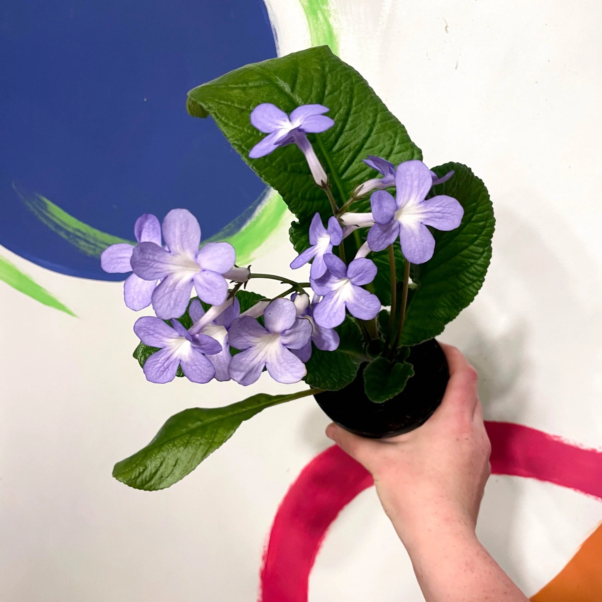 Streptocarpus ionantha 'Falling Stars' - Welsh Grown - Image 3