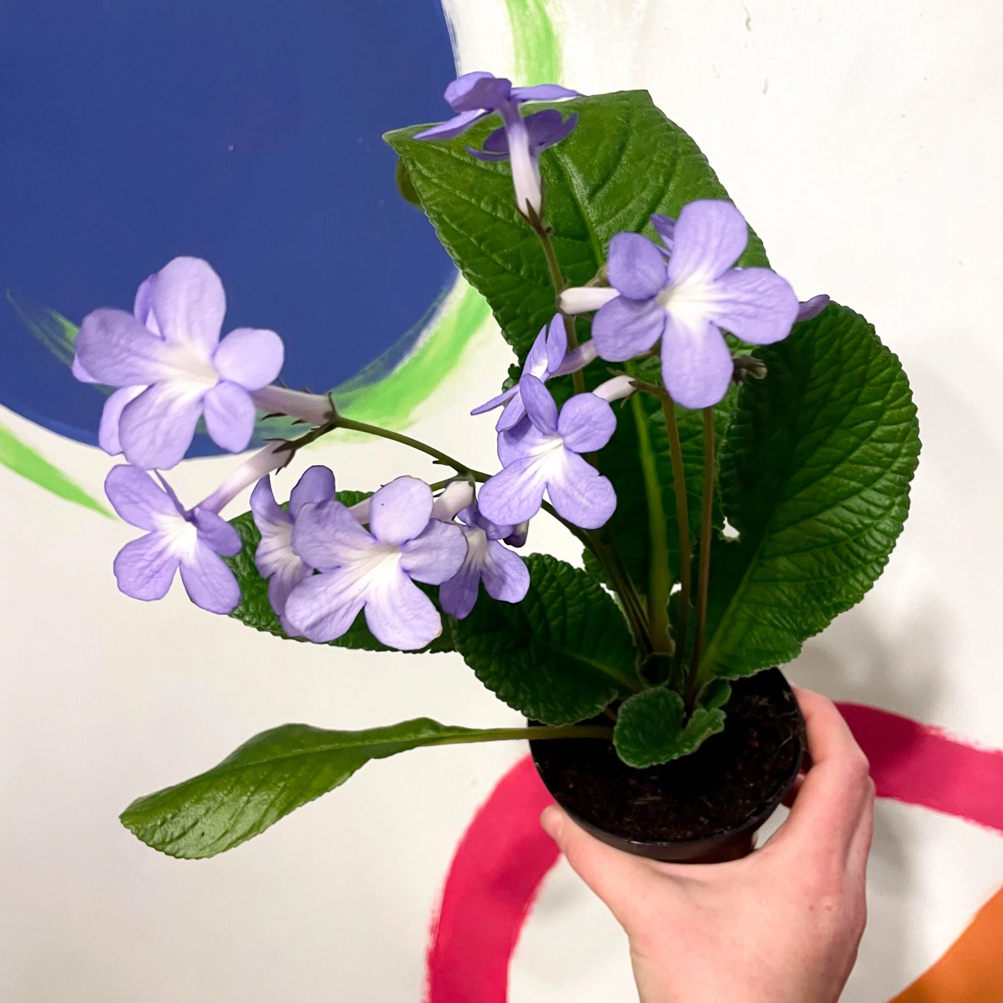 Streptocarpus ionantha 'Falling Stars' - Welsh Grown - Image 4