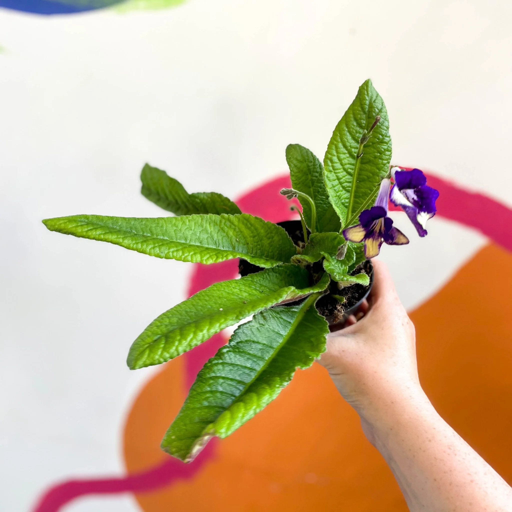 Streptocarpus ionantha 'Gold Dust' - Welsh Grown