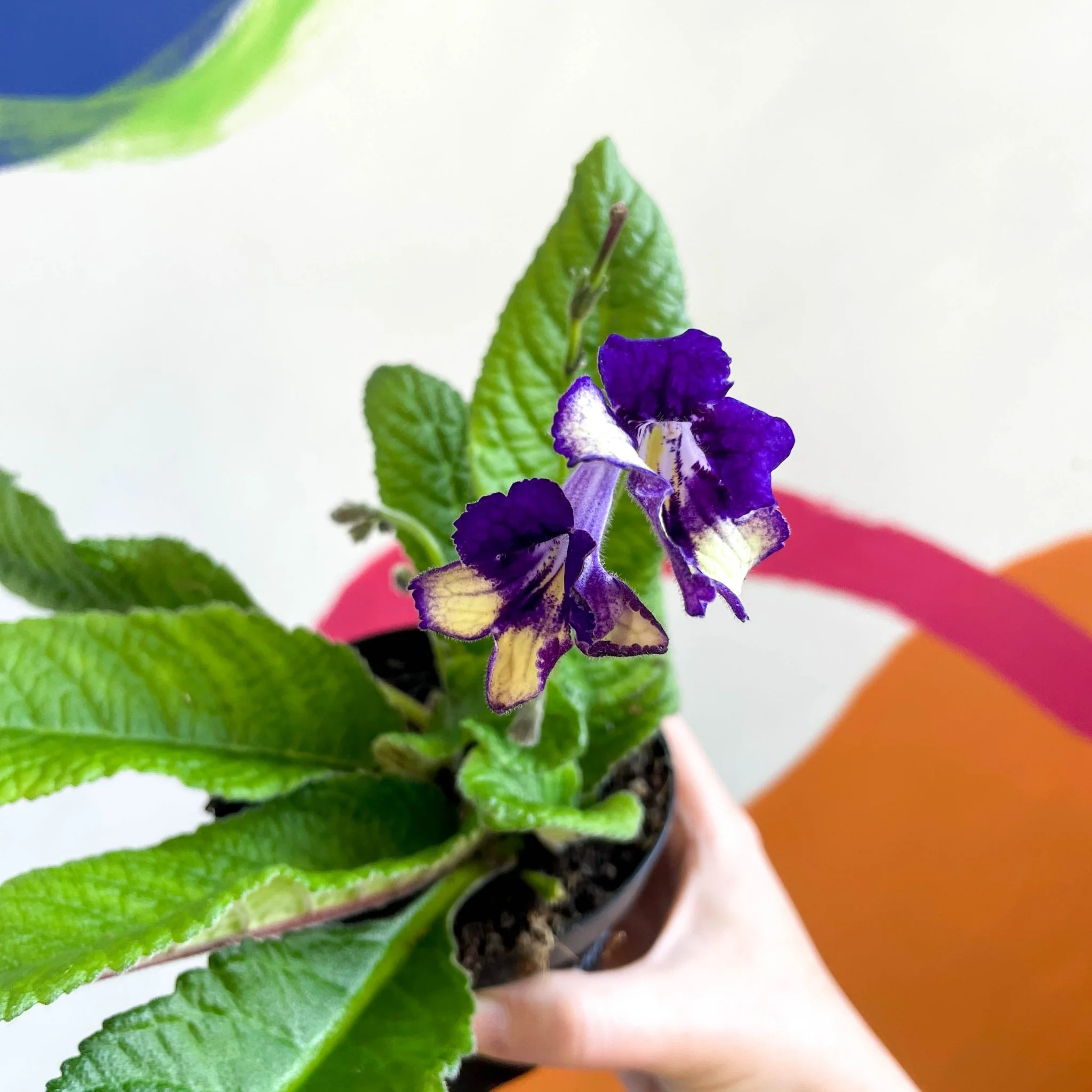 Streptocarpus ionantha 'Gold Dust' - Welsh Grown - Image 2