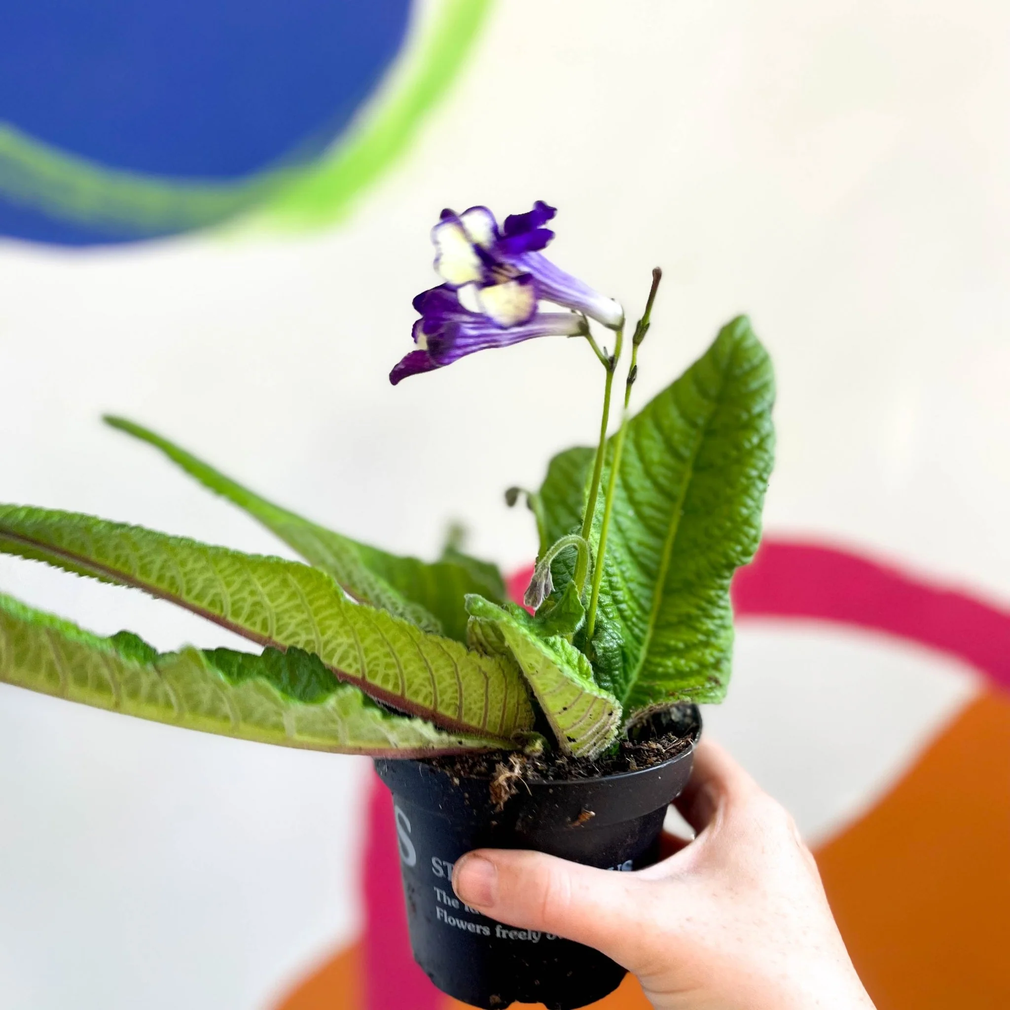 Streptocarpus ionantha 'Gold Dust' - Welsh Grown - Image 3