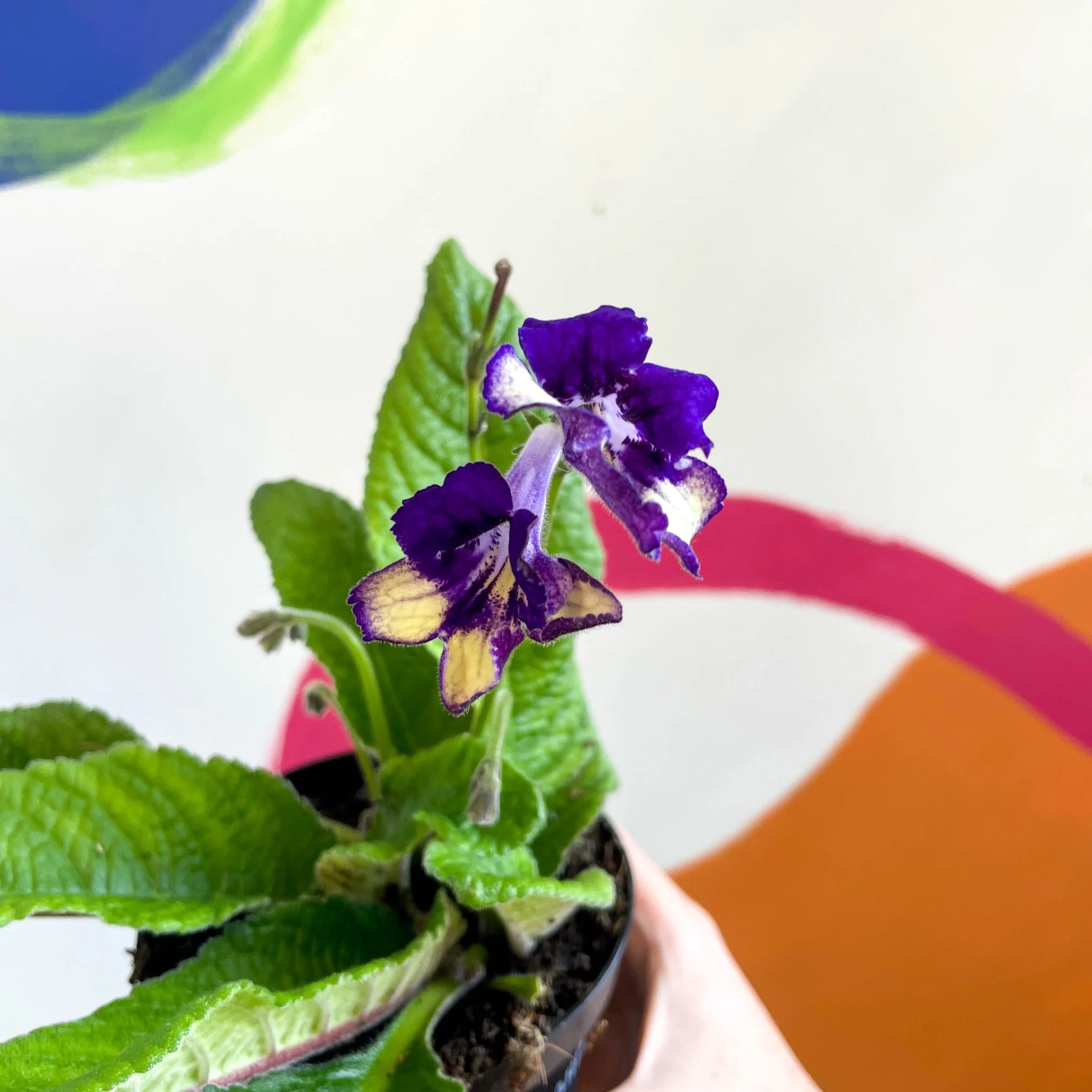 Streptocarpus ionantha 'Gold Dust' - Welsh Grown - Image 4