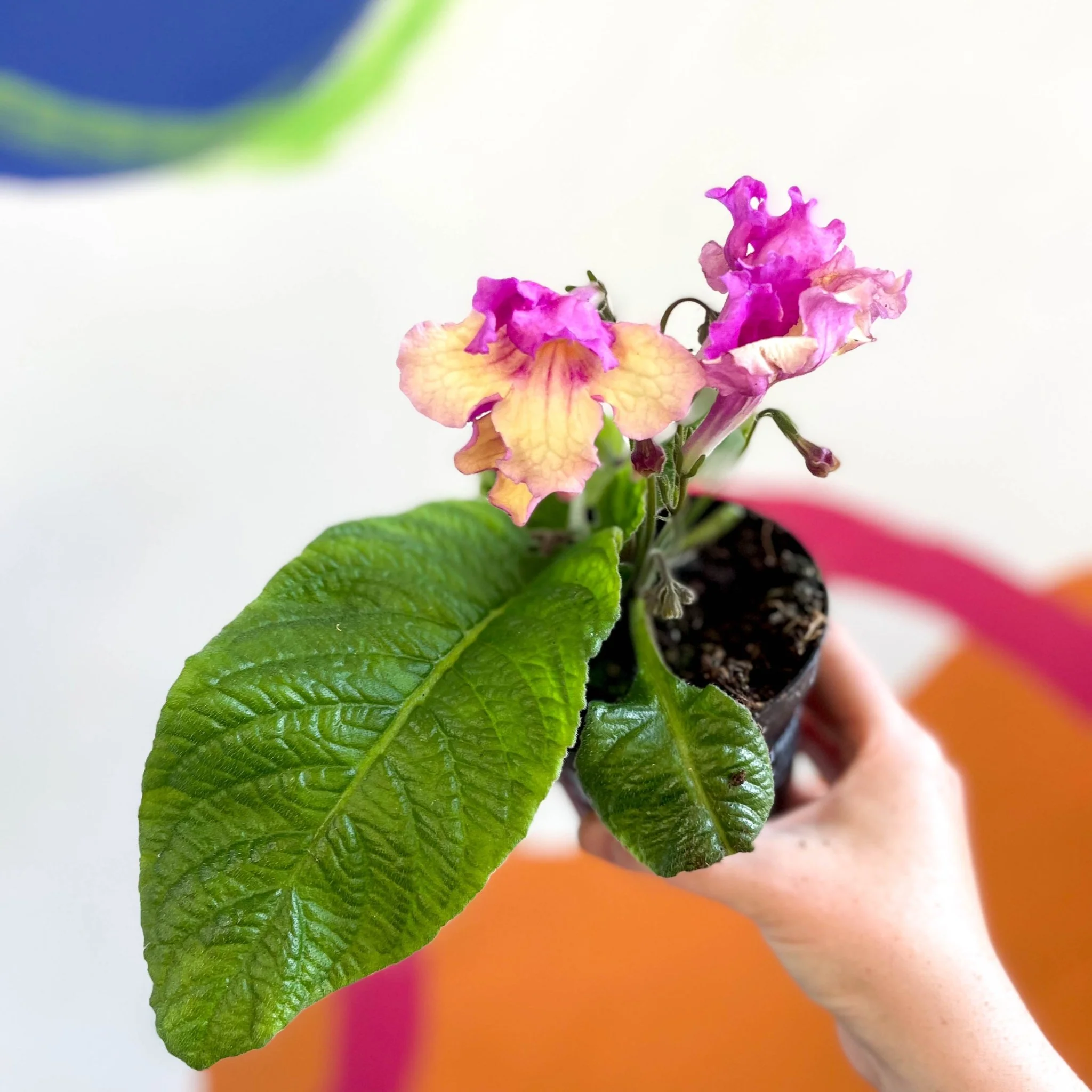 Streptocarpus ionantha 'Harlequin Dawn' - Welsh Grown