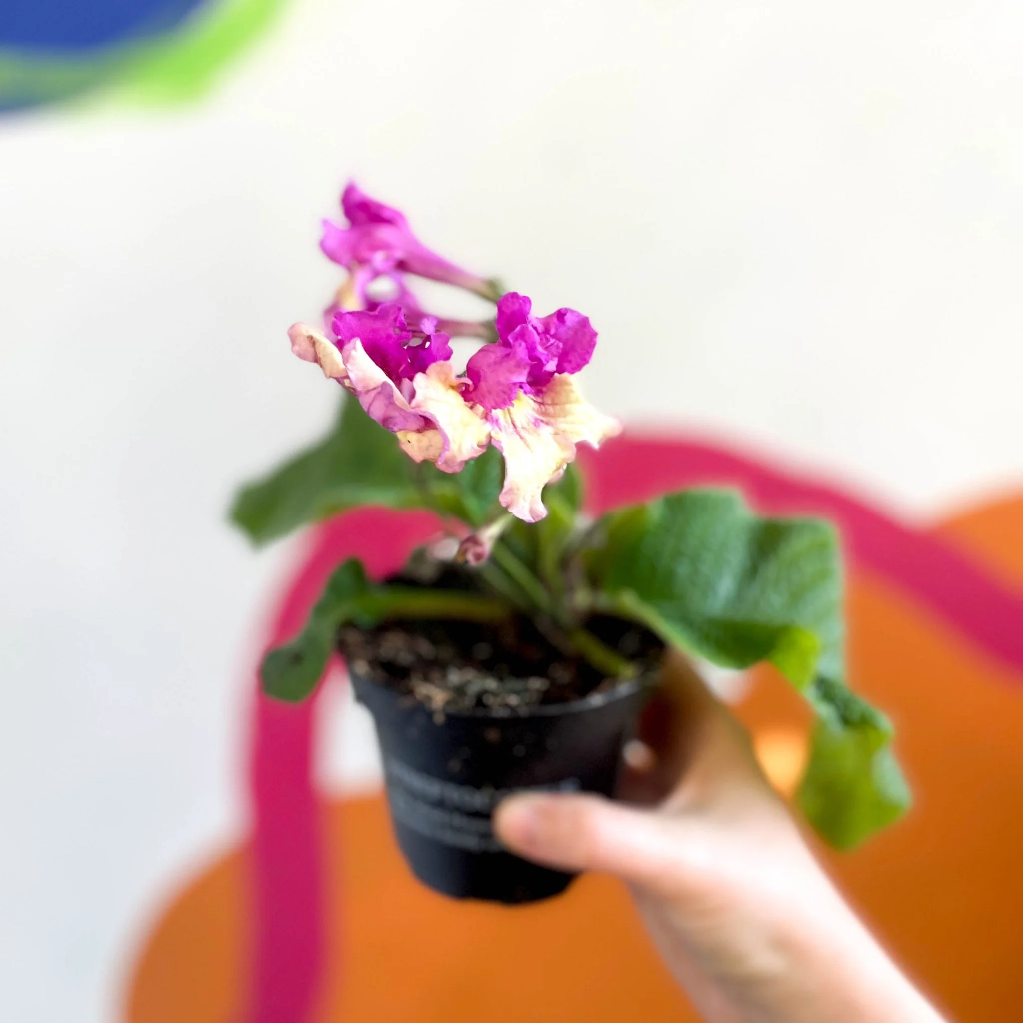 Streptocarpus ionantha 'Harlequin Dawn' - Welsh Grown - Image 2