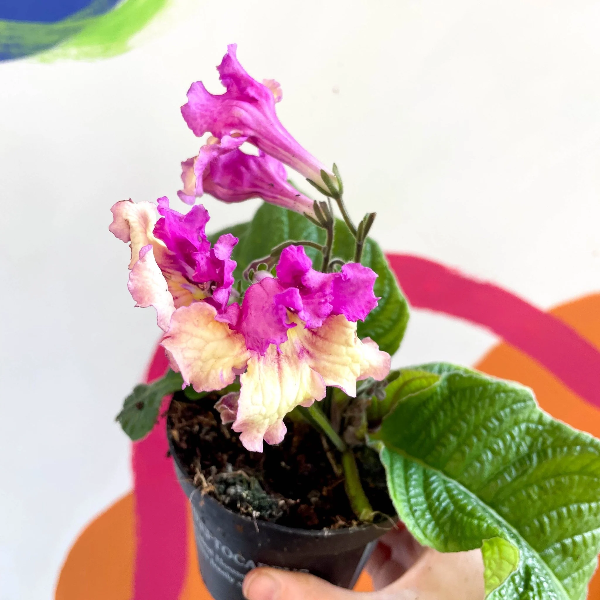 Streptocarpus ionantha 'Harlequin Dawn' - Welsh Grown - Image 3