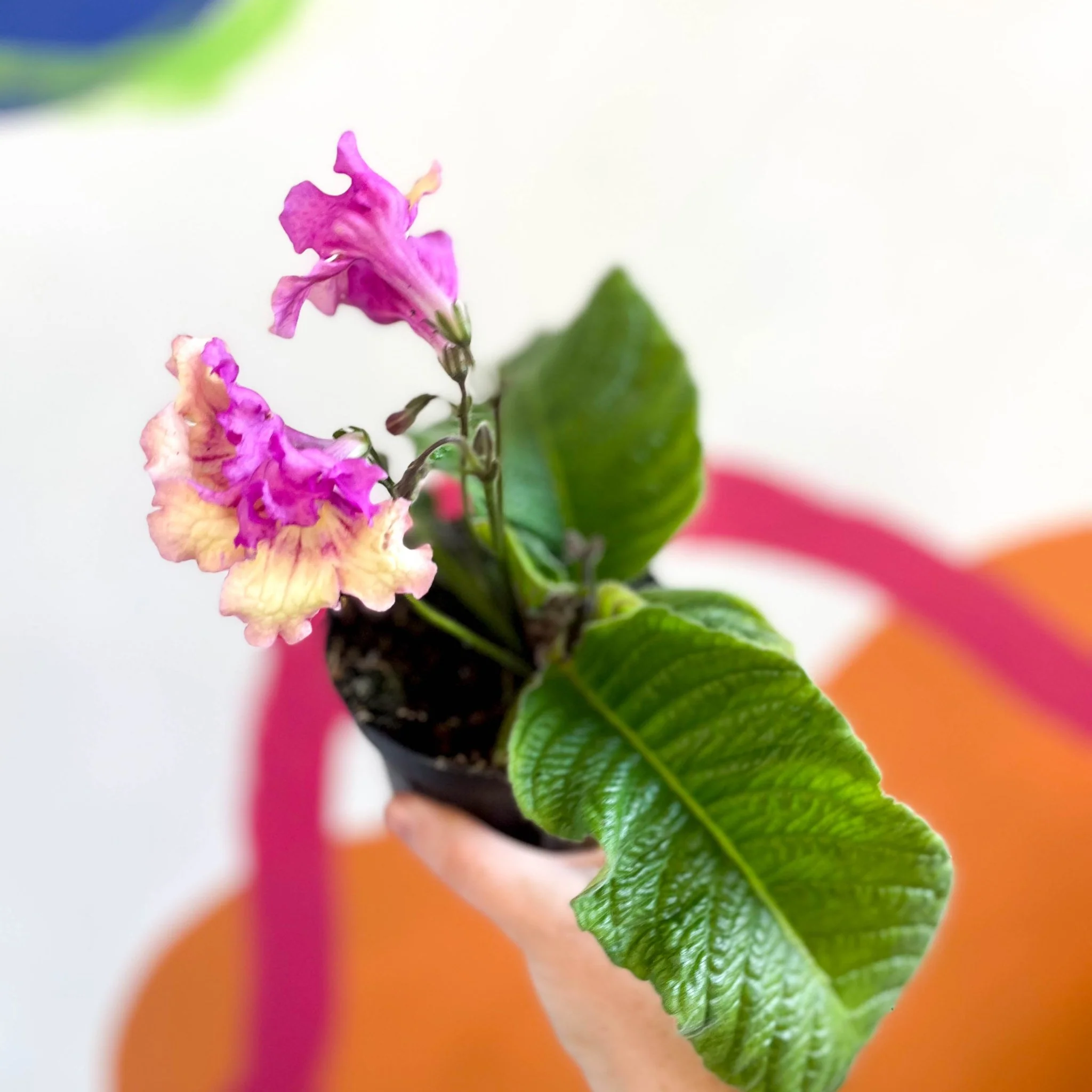 Streptocarpus ionantha 'Harlequin Dawn' - Welsh Grown - Image 4