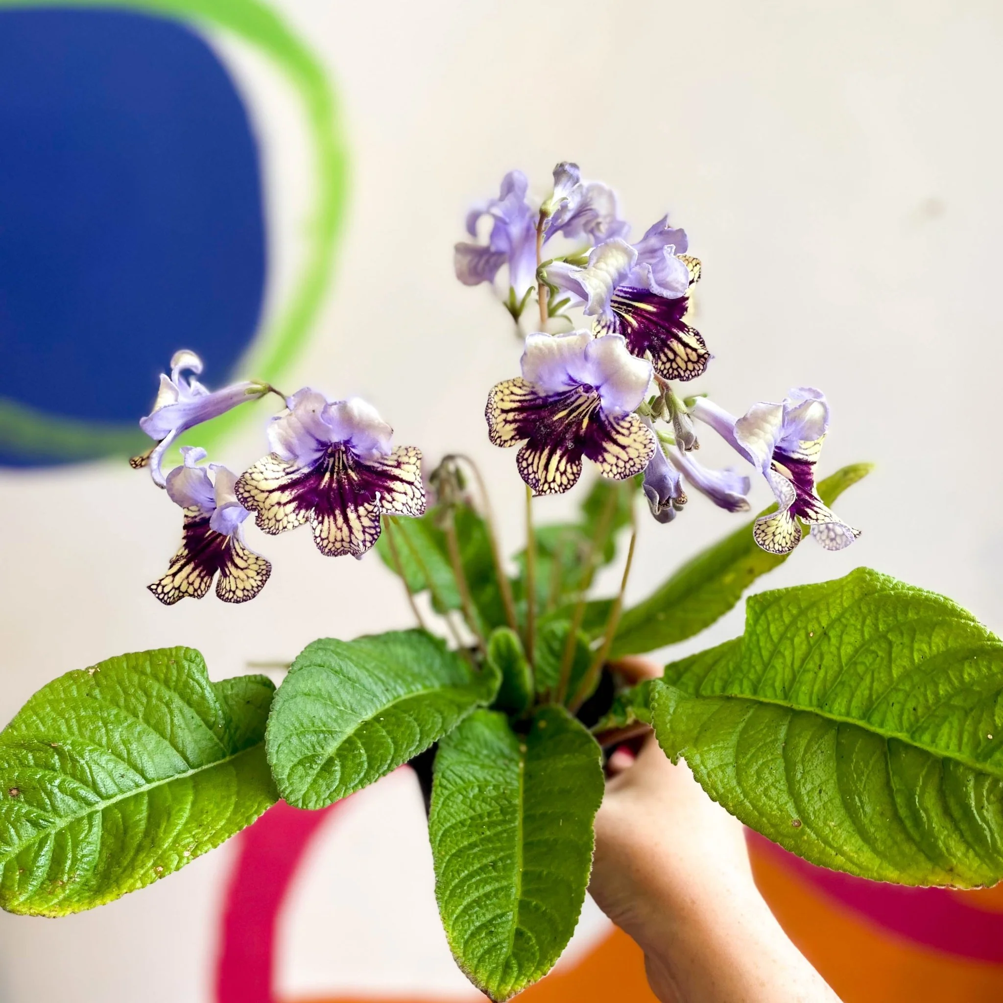 Streptocarpus ionantha 'Harlequin Lace' - Welsh Grown