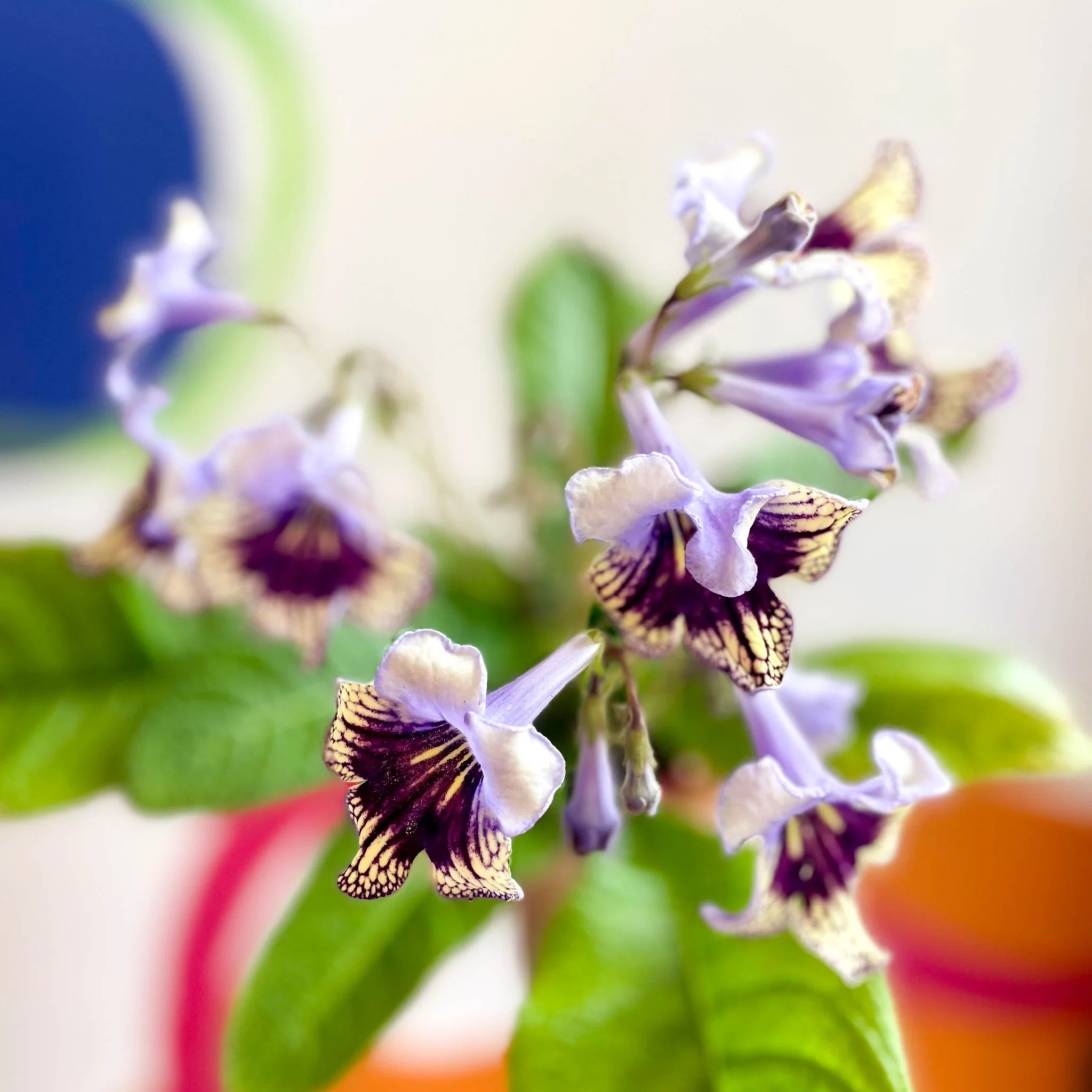 Streptocarpus ionantha 'Harlequin Lace' - Welsh Grown - Image 2