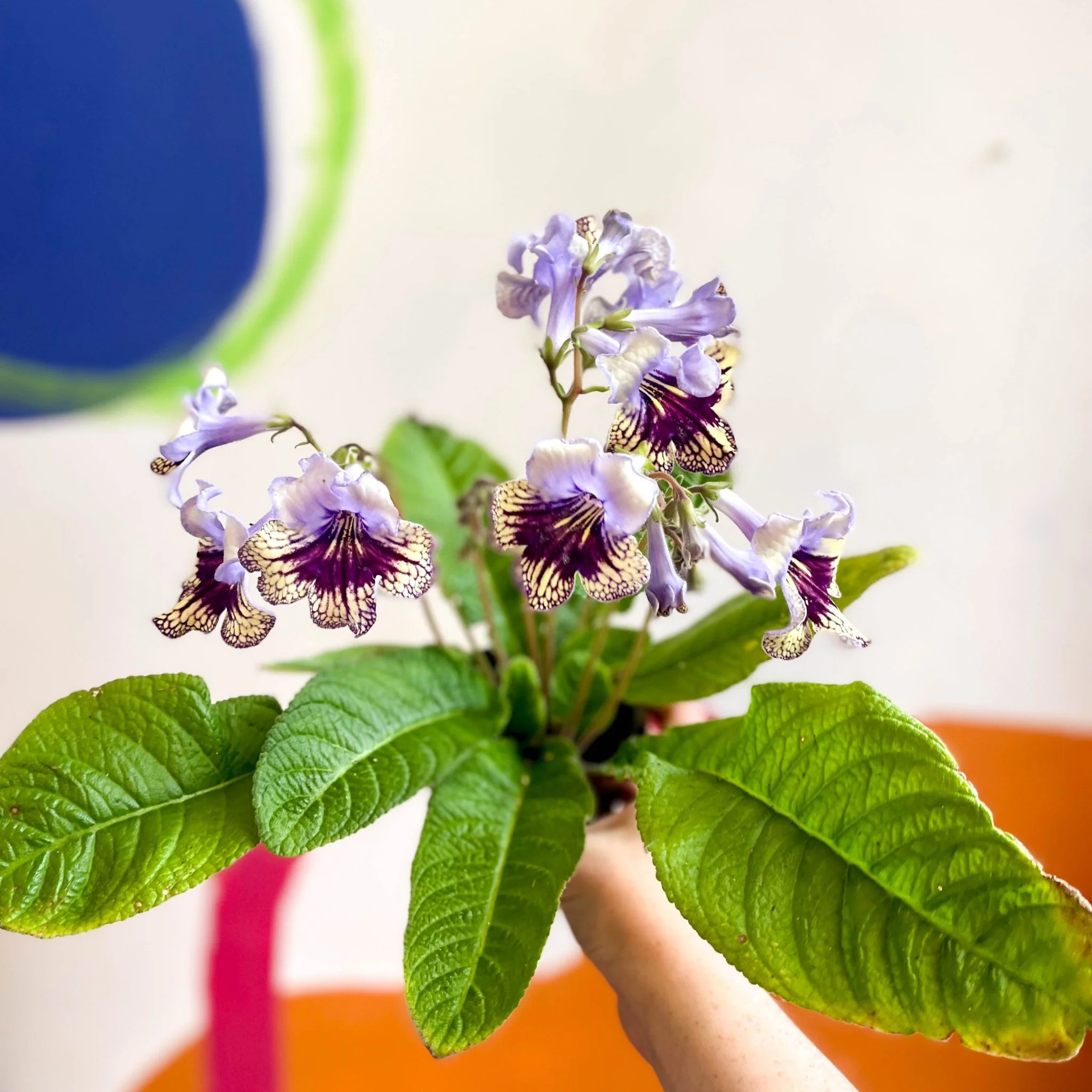 Streptocarpus ionantha 'Harlequin Lace' - Welsh Grown - Image 3