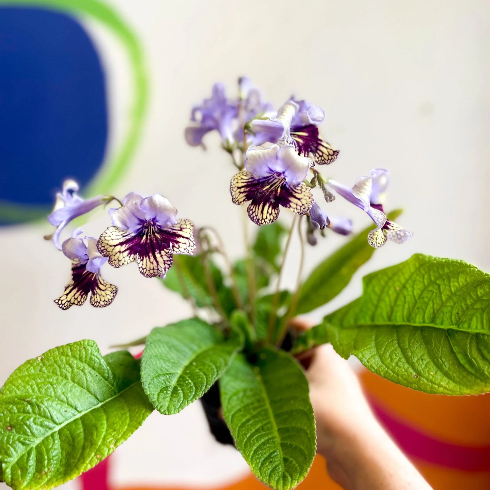 Streptocarpus ionantha 'Harlequin Lace' - Welsh Grown - Image 4
