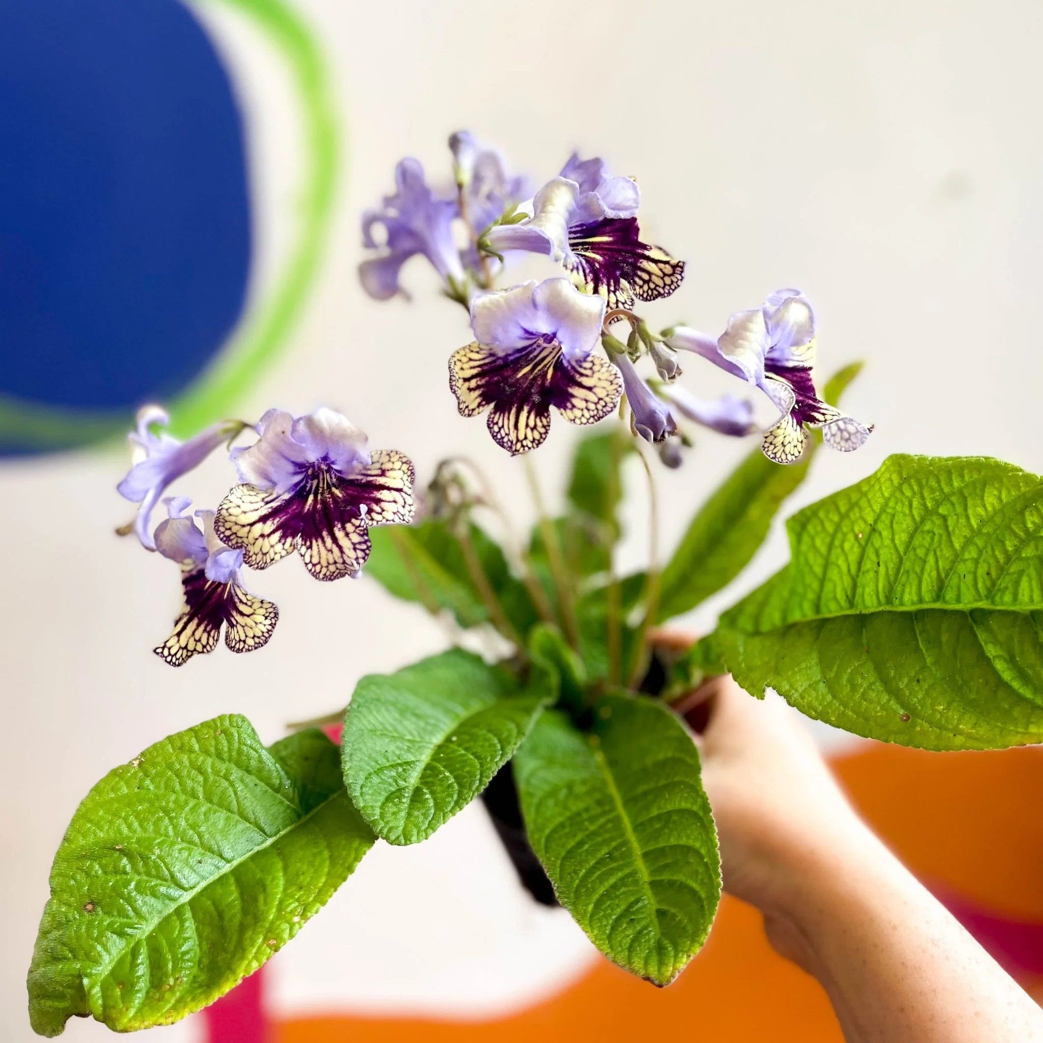 Streptocarpus ionantha 'Harlequin Lace' - Welsh Grown - Image 5
