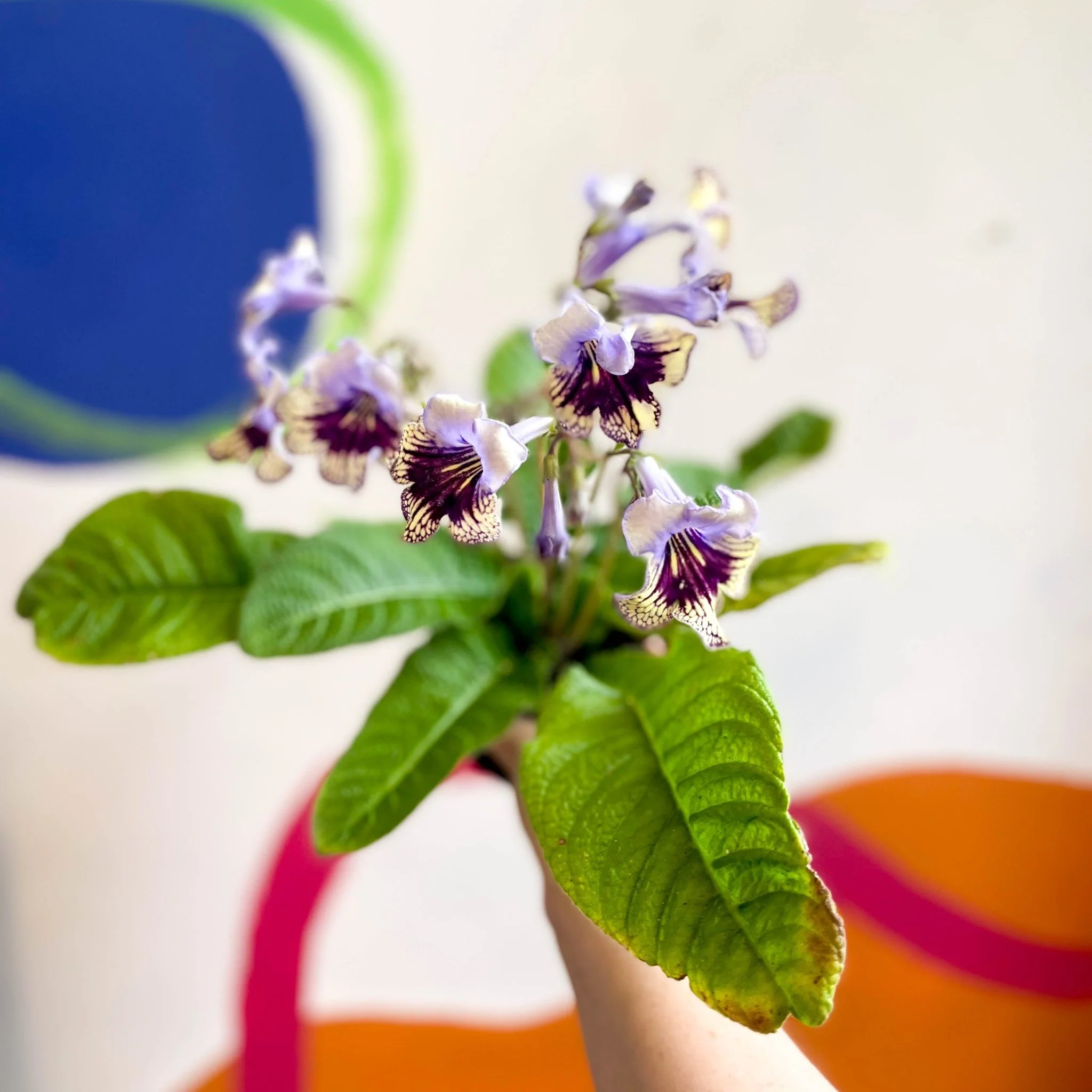 Streptocarpus ionantha 'Harlequin Lace' - Welsh Grown - Image 6
