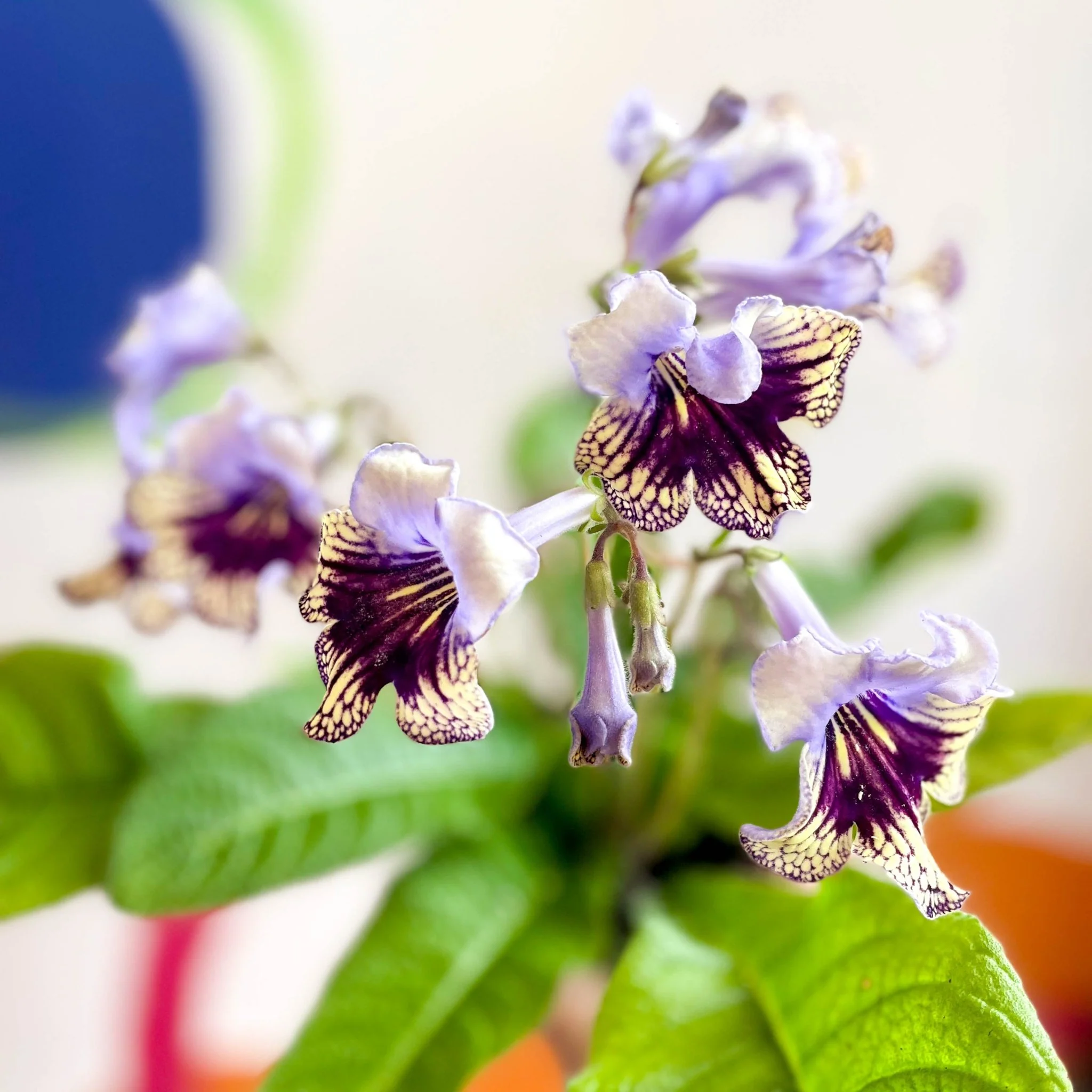 Streptocarpus ionantha 'Harlequin Lace' - Welsh Grown - Image 7