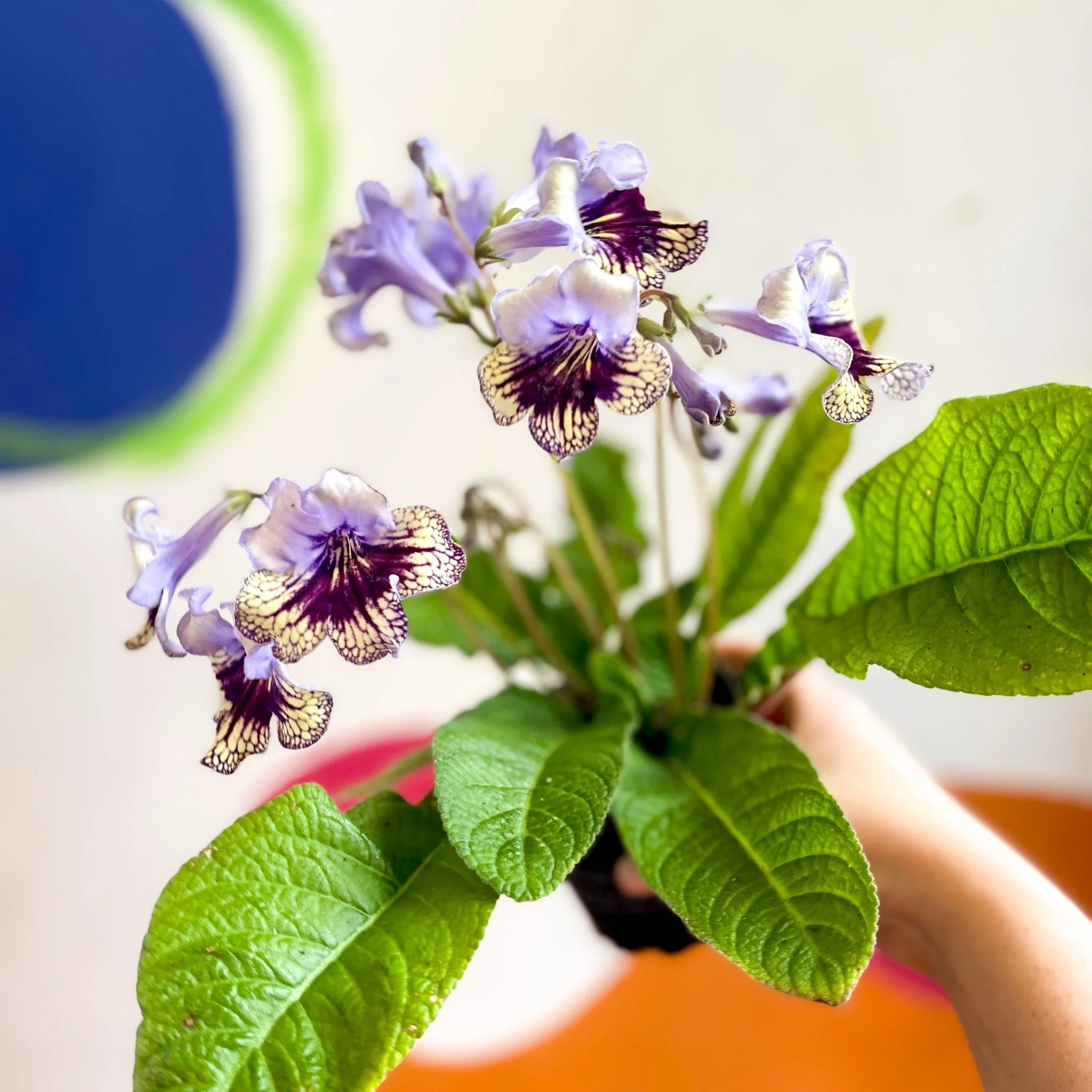 Streptocarpus ionantha 'Harlequin Lace' - Welsh Grown - Image 8