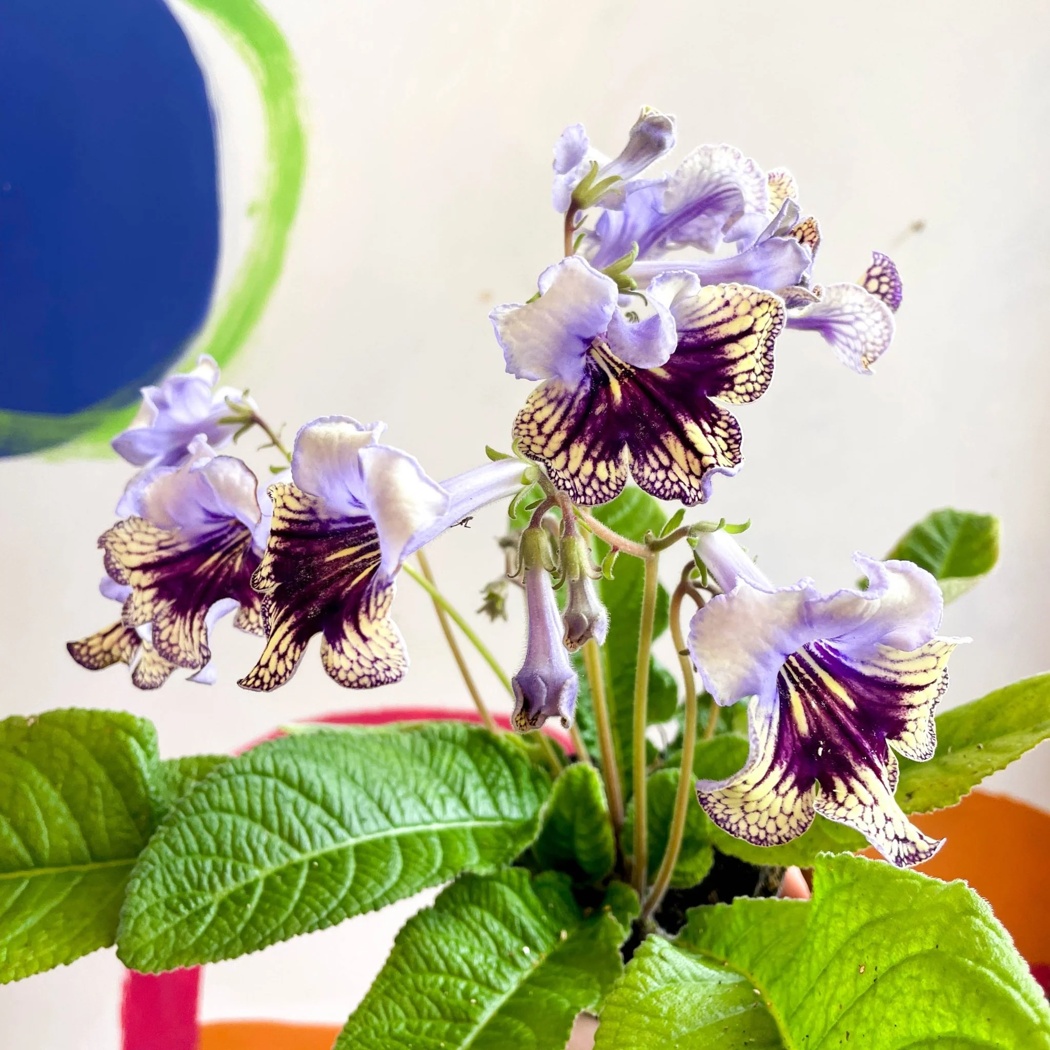 Streptocarpus ionantha 'Harlequin Lace' - Welsh Grown - Image 9