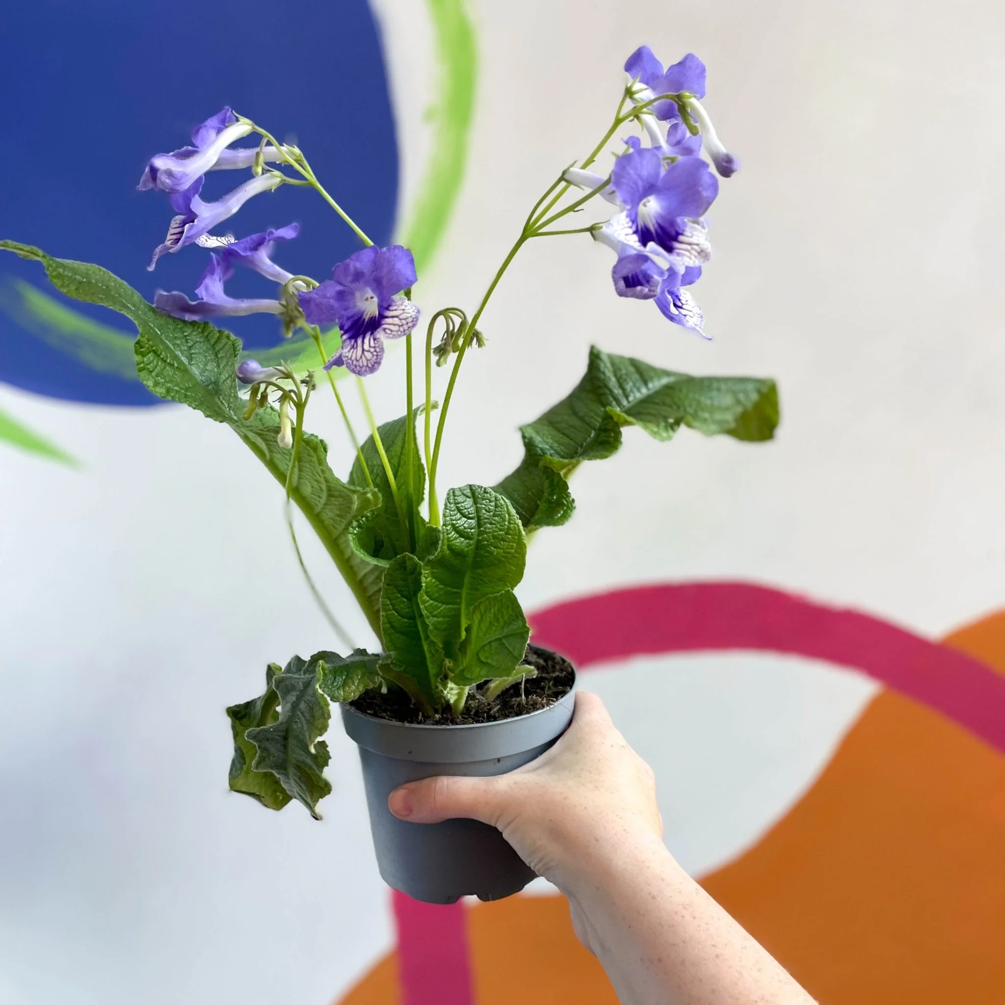 Streptocarpus ionantha 'Harlequin Moonlight' - Welsh Grown