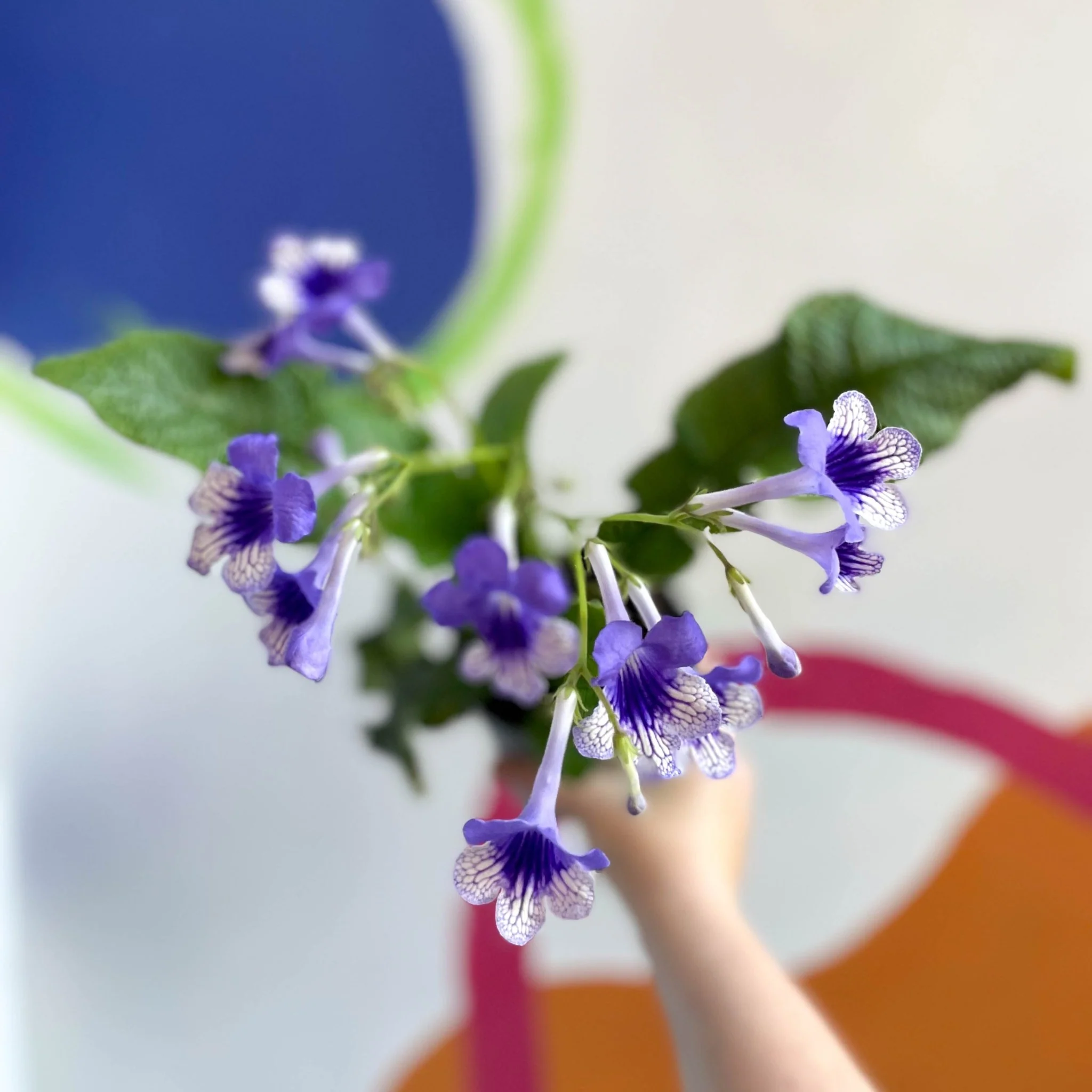Streptocarpus ionantha 'Harlequin Moonlight' - Welsh Grown - Image 2