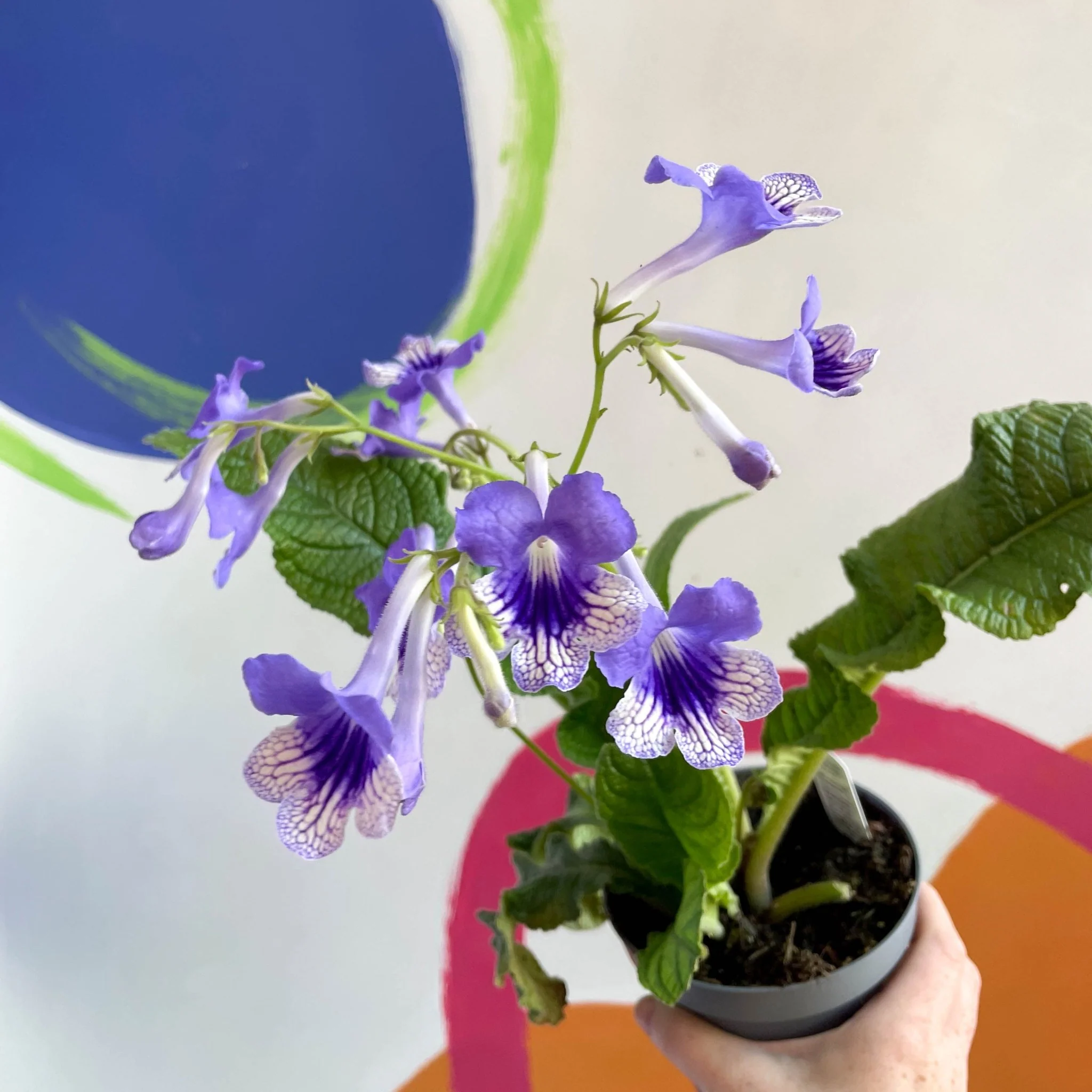 Streptocarpus ionantha 'Harlequin Moonlight' - Welsh Grown - Image 3