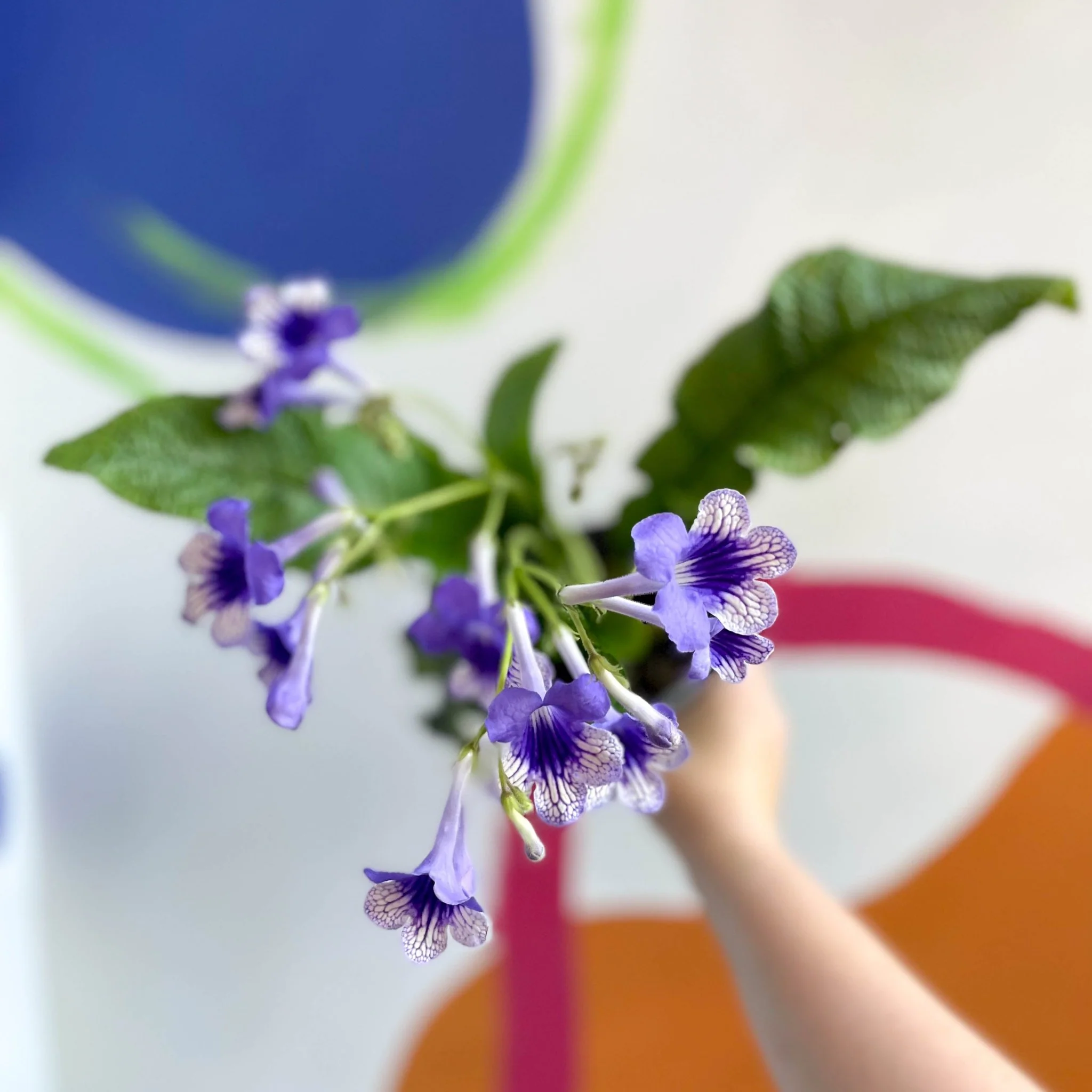 Streptocarpus ionantha 'Harlequin Moonlight' - Welsh Grown - Image 4