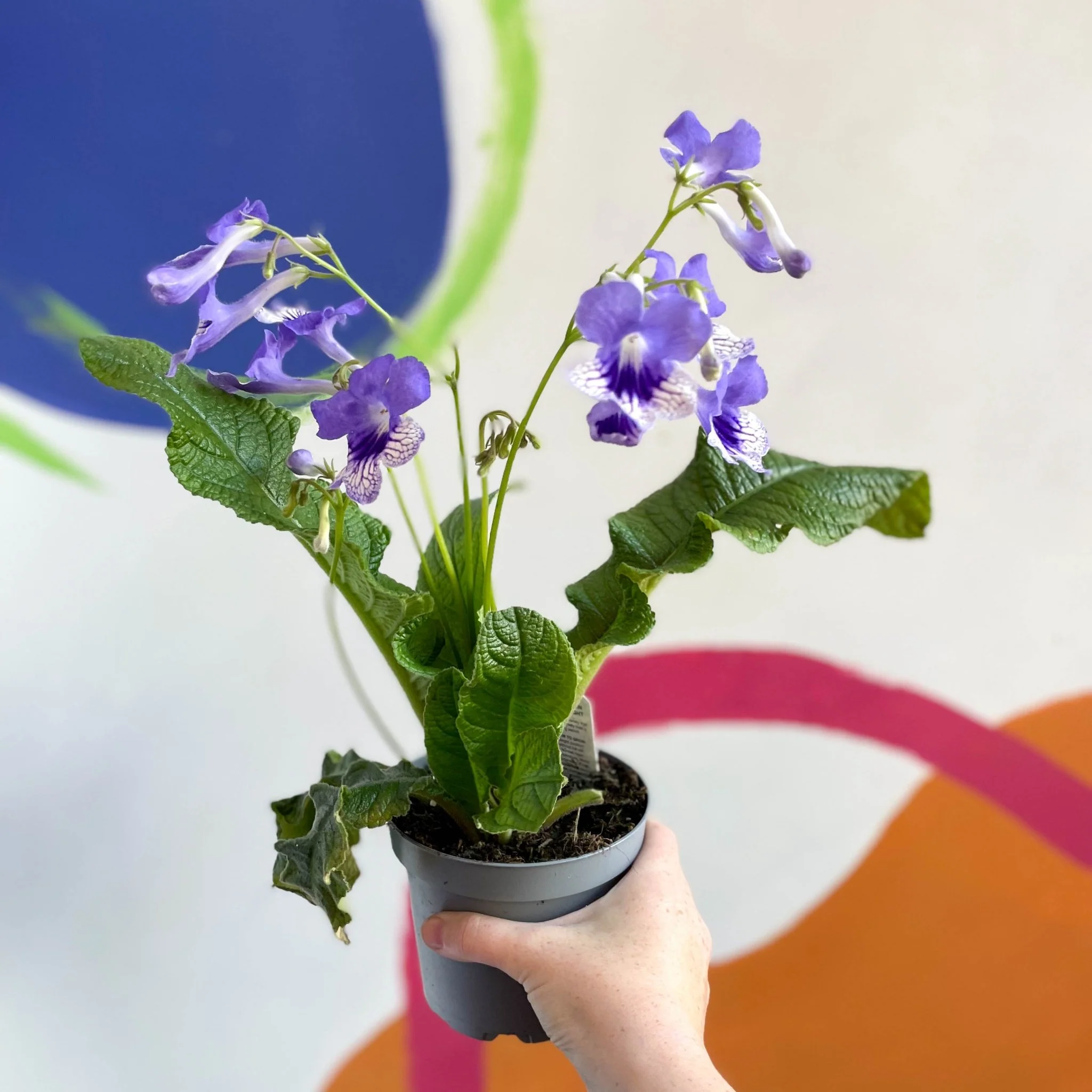 Streptocarpus ionantha 'Harlequin Moonlight' - Welsh Grown - Image 5