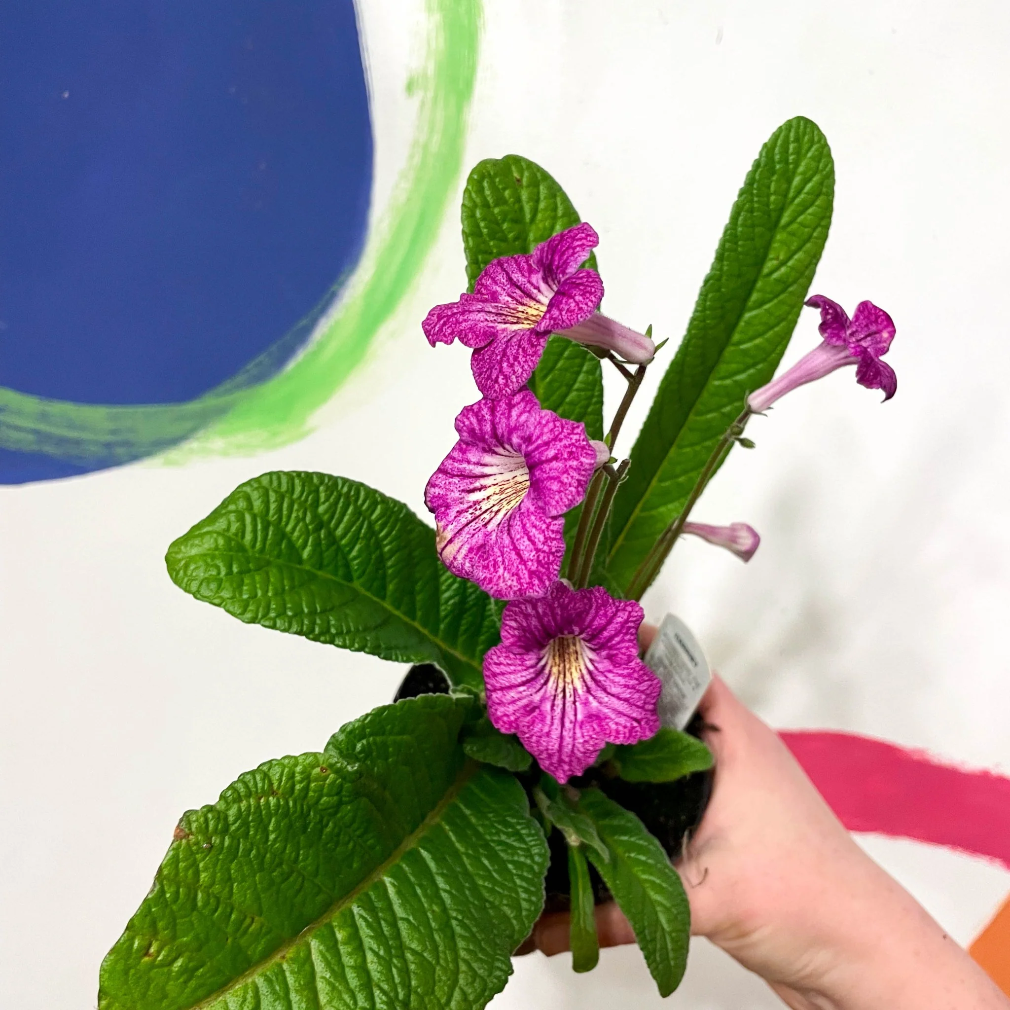 Streptocarpus ionantha 'Harriet' - Welsh Grown - Image 3